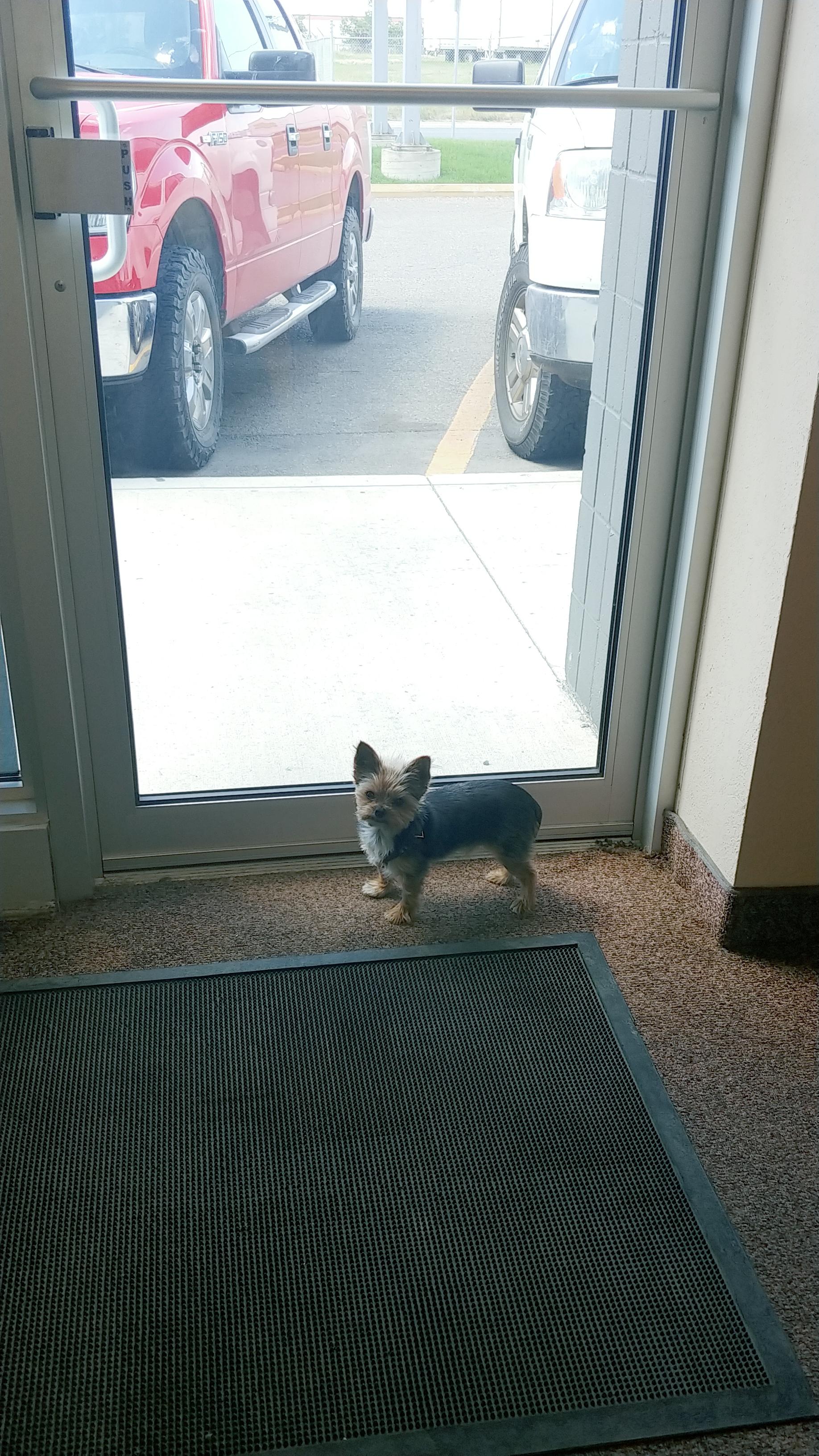 Guard dog, prepared for duty r/Yorkies