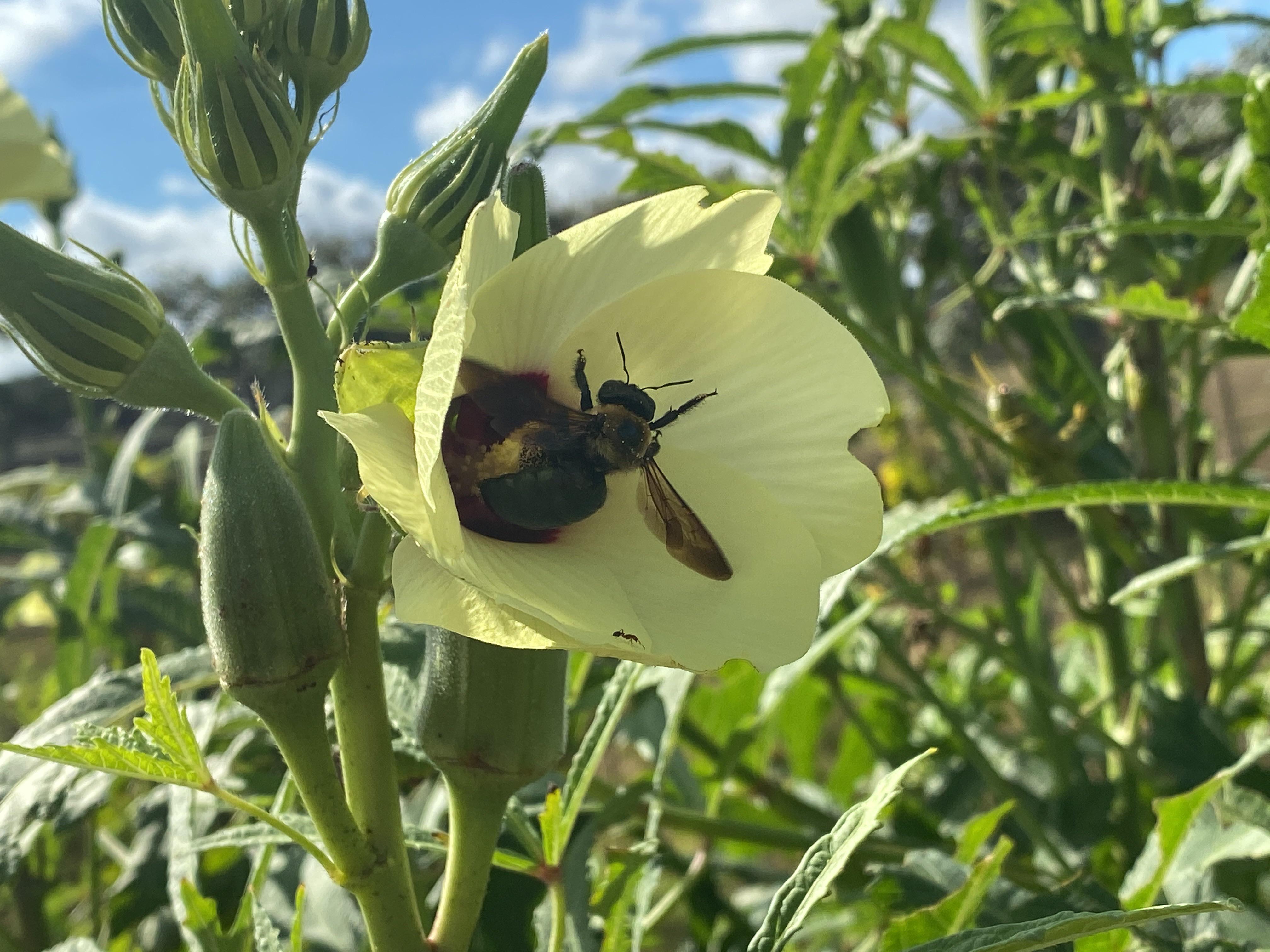 Big bee getting breakfast and pollinating my okra! r/gardening
