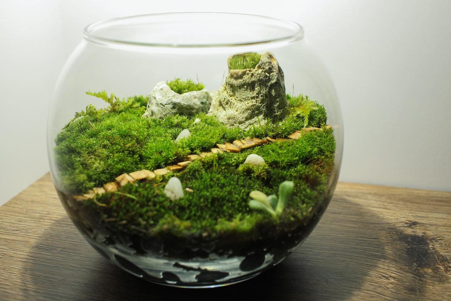 Live Moss Terrarium Barnacle Mountain r/terrariums