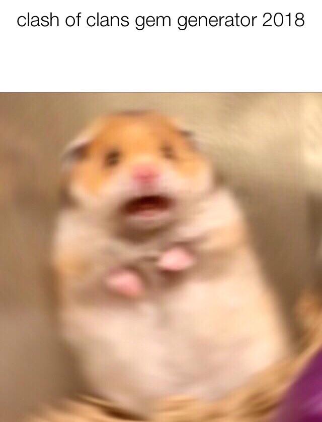 cute hamster dankmemes