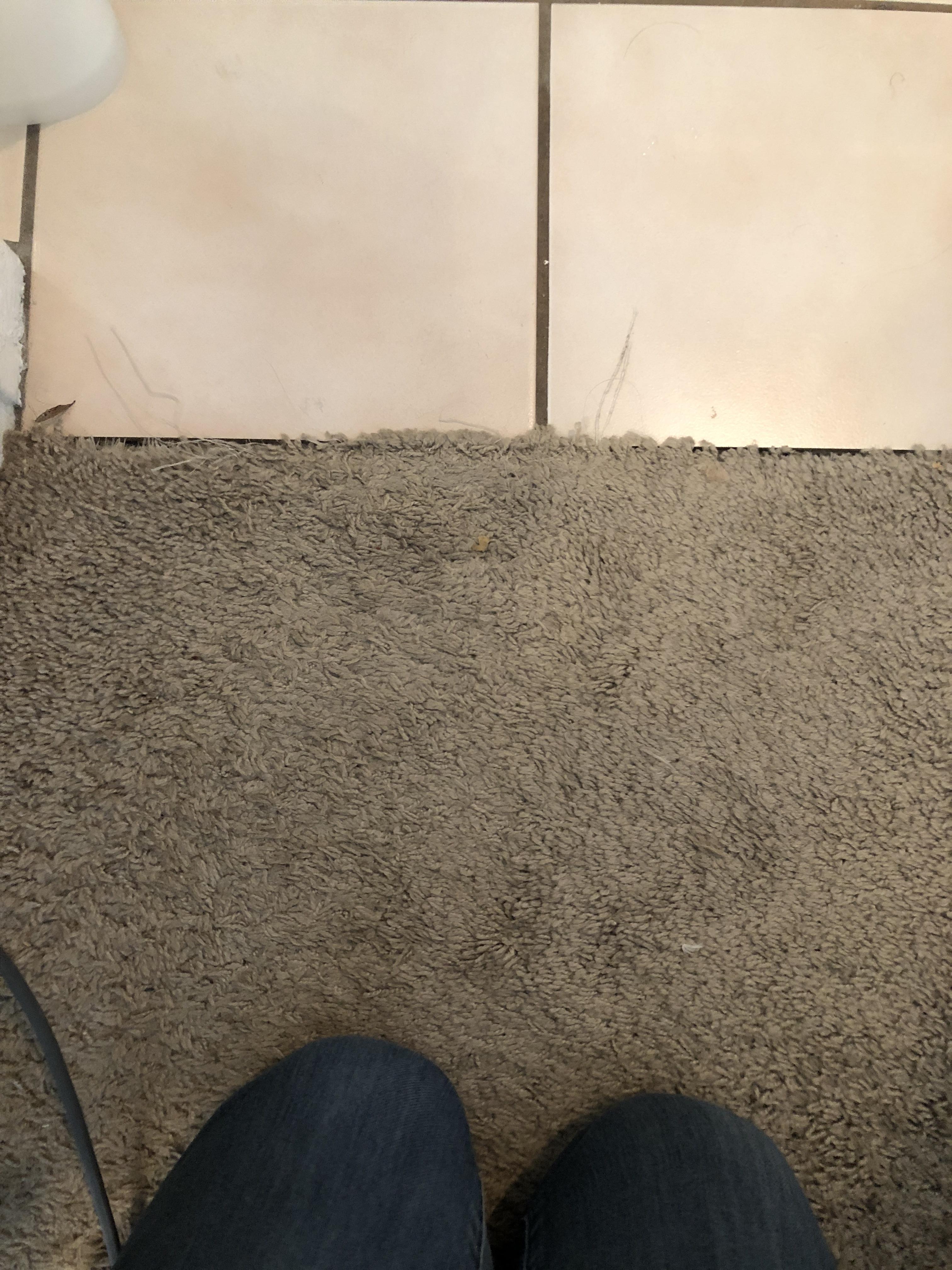 Any advice on what to do here? My cat is destroying my carpet. How do I