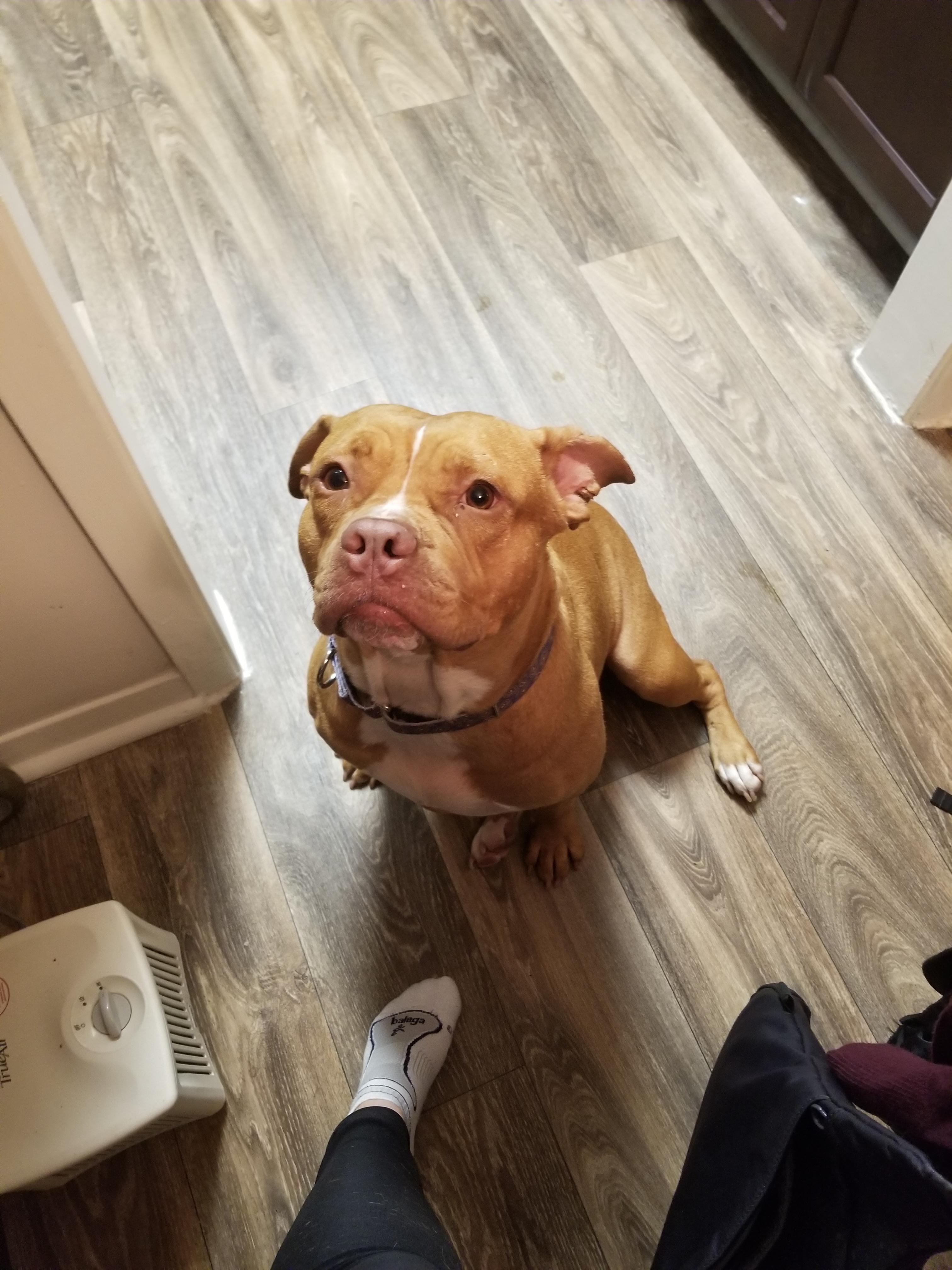 Fostering this perfect hippo who was asleep and snoring within minutes