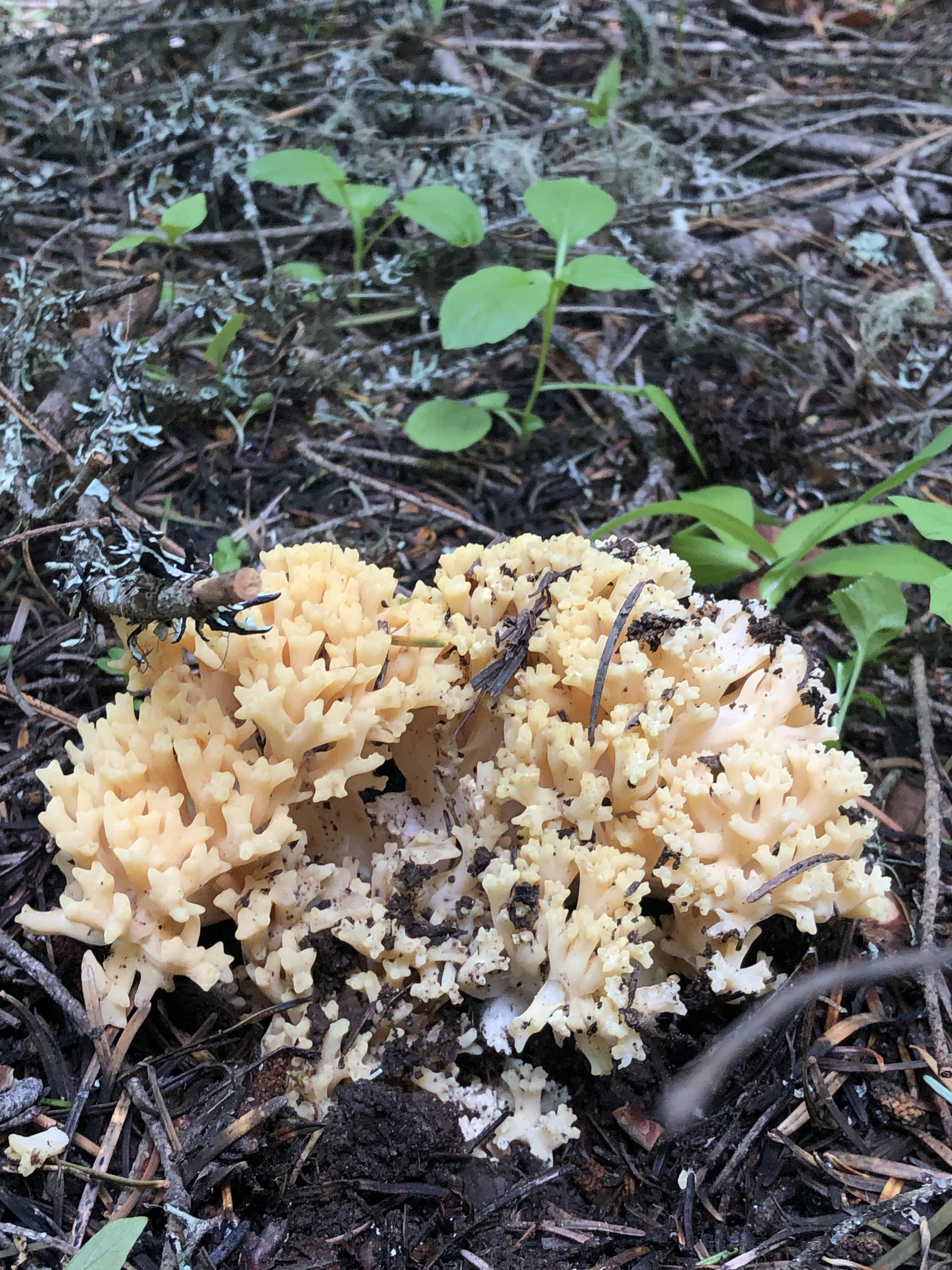 Coral mushroom? Edible? Southern Oregon r/mycology