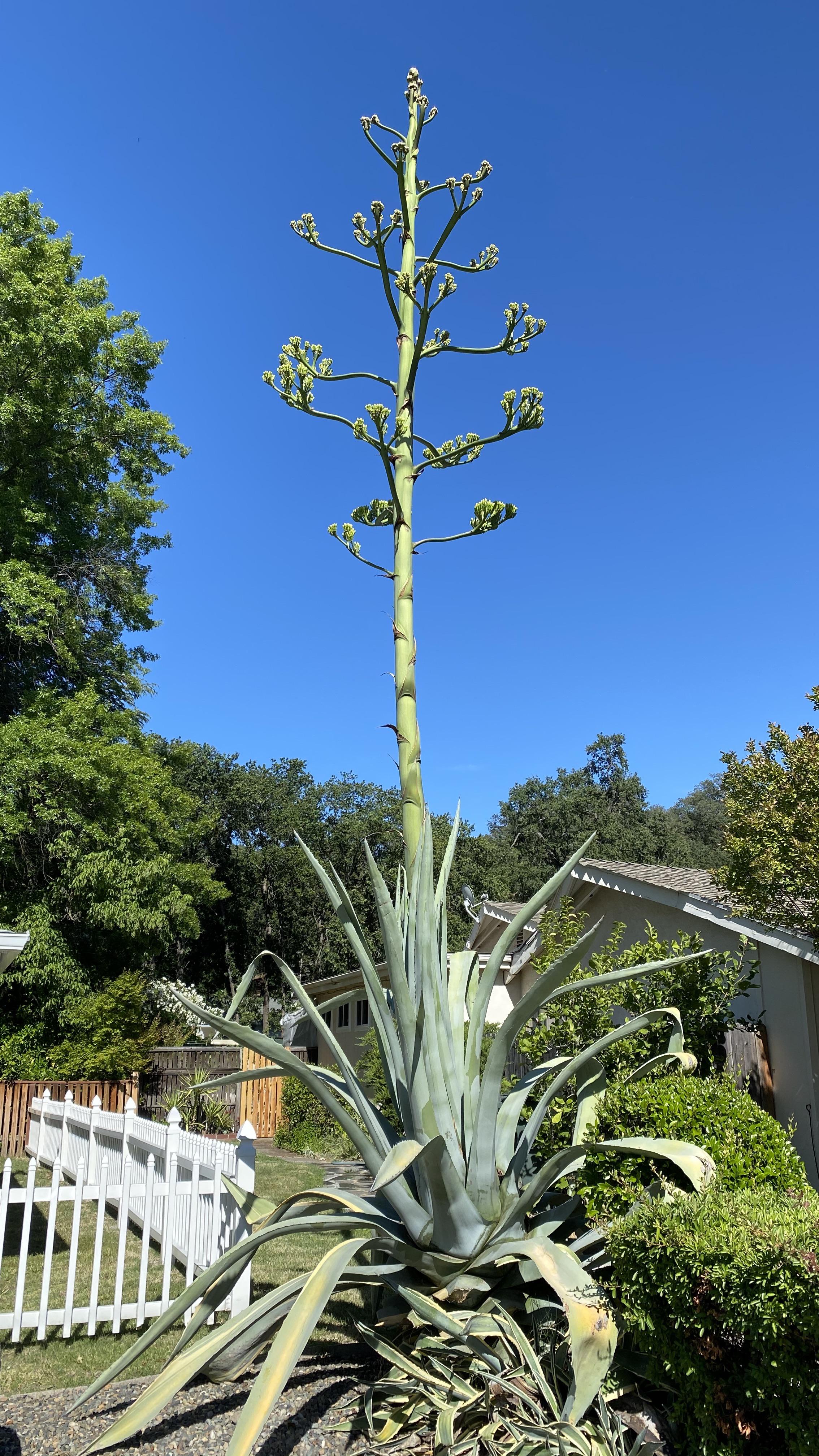 Neighbors Century Plant in full bloom. Lives 1030 years. Only blooms