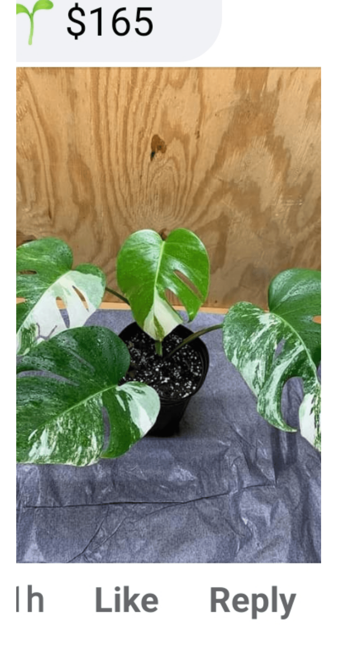 I'm new to "rare plants" and am sort of obsessed, how do you know if