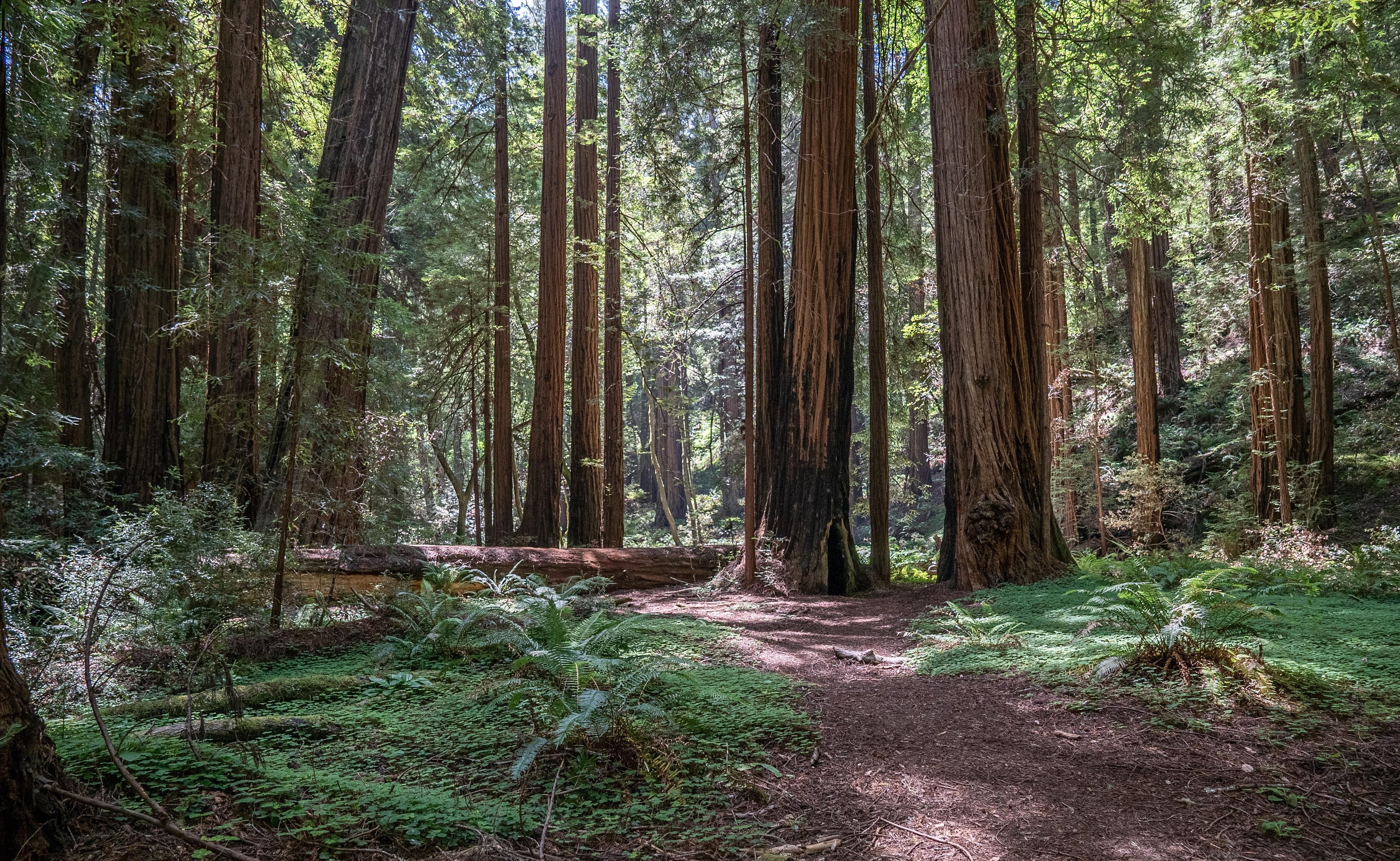 300 foot tall trees. Redwood National Forest, California OC [5420x3840
