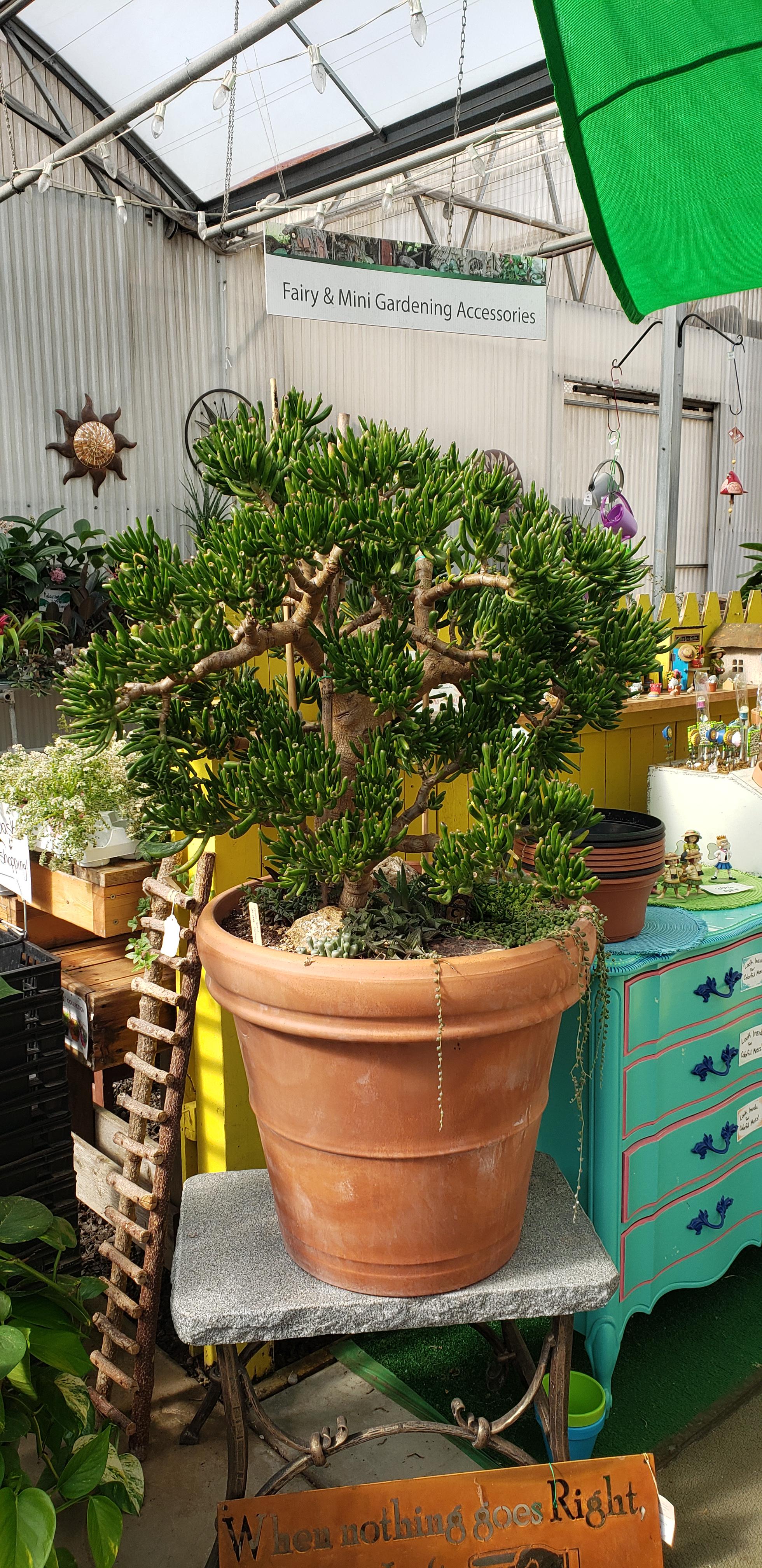 This Jade I saw at a greenhouse in Kalamazoo, MI! So beautiful. r