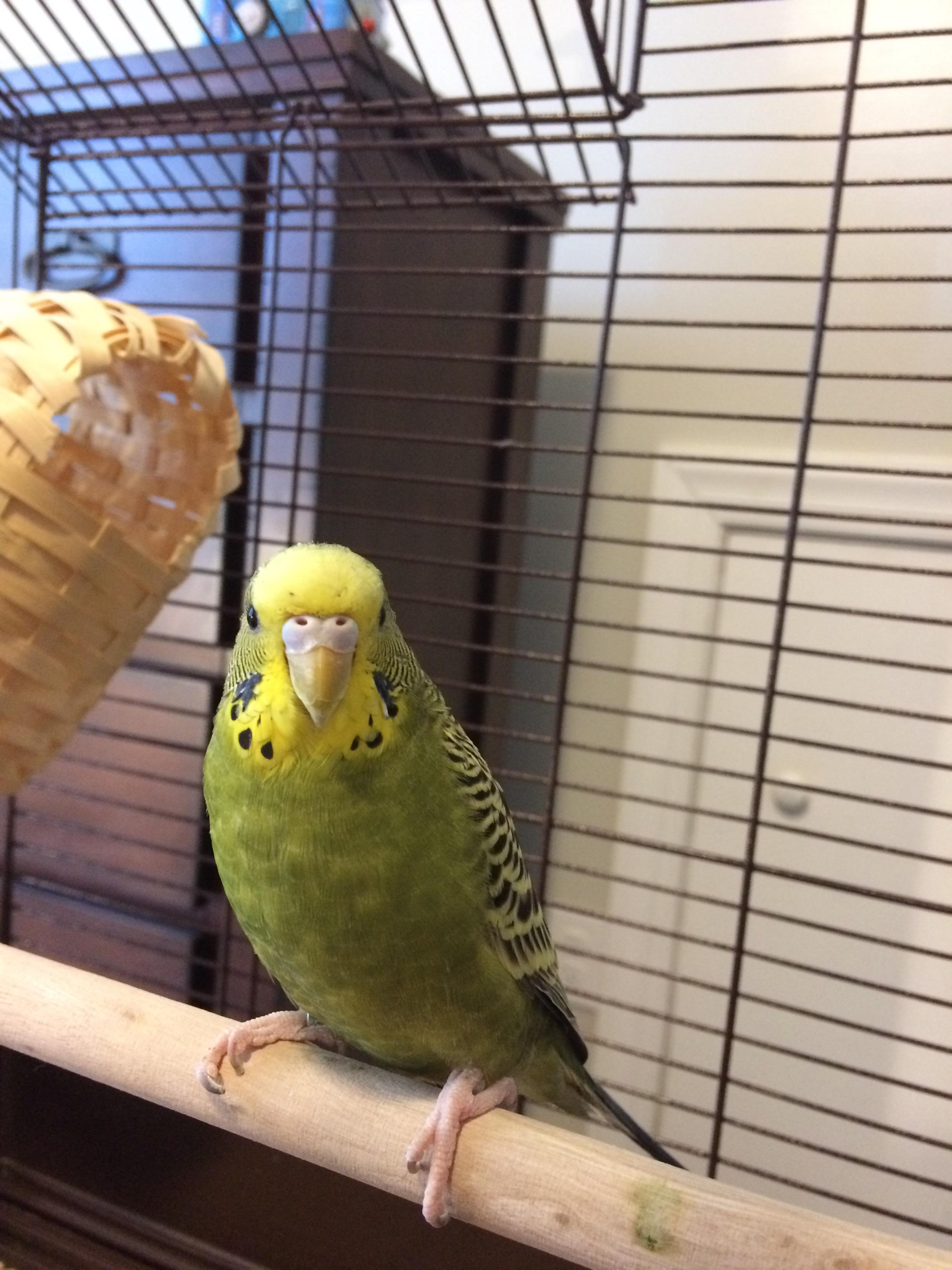 any redditors know how to tell the gender of a parakeet by the color above its beak r/Parakeets