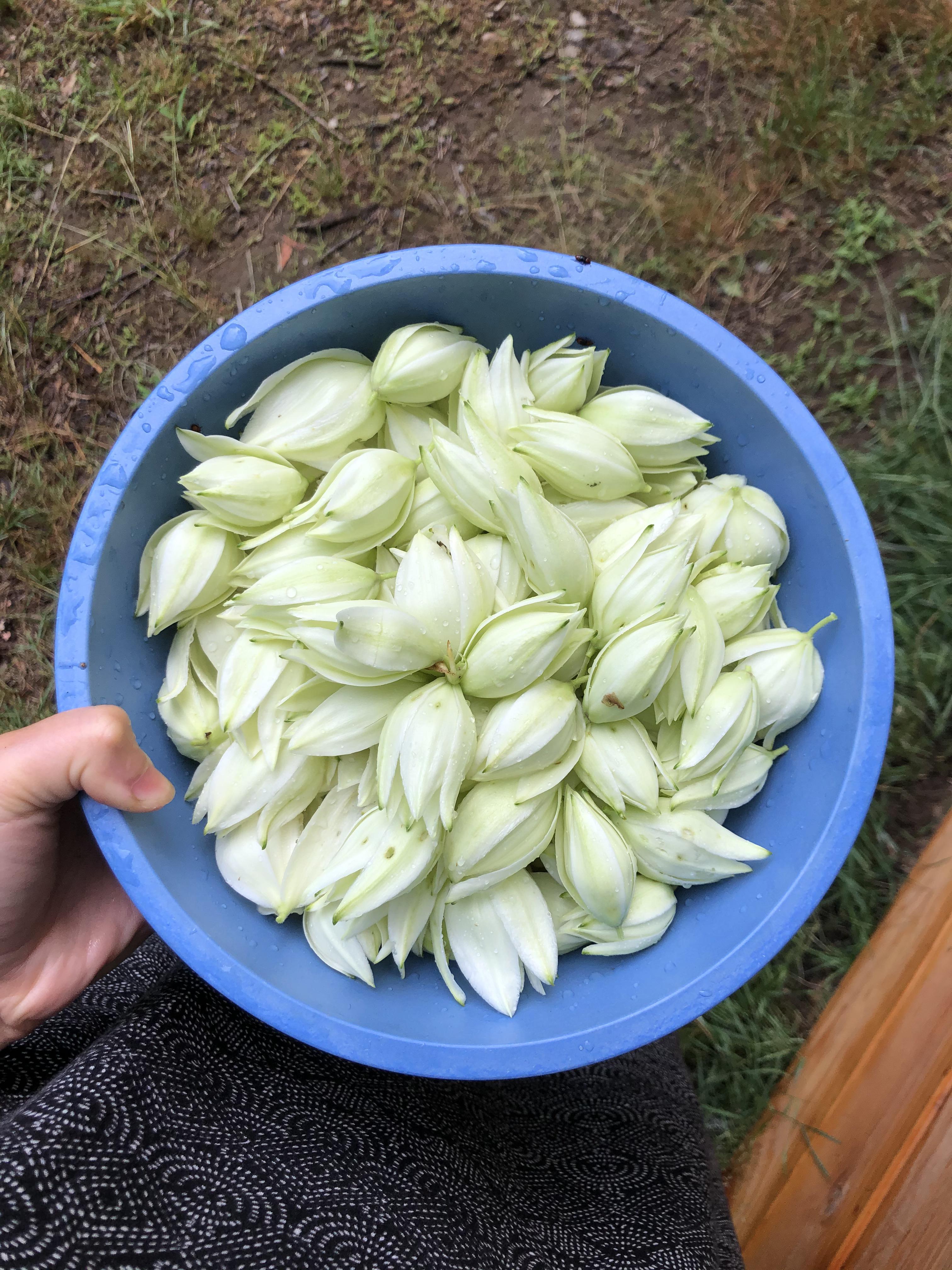 Yucca flowers! Had these for dinner, parboiled and then scrambled with