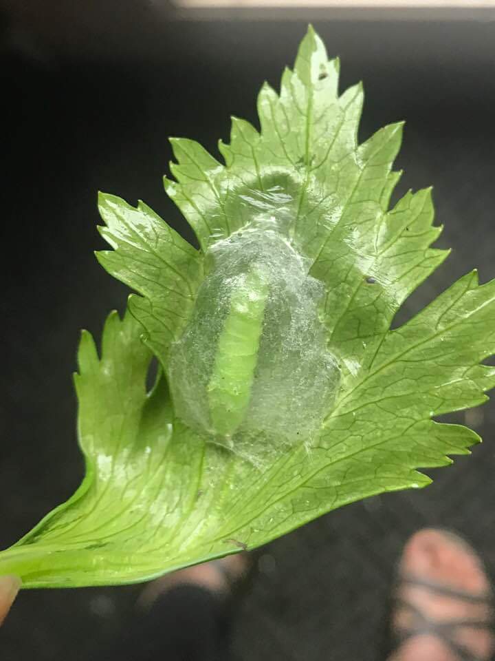 This caterpillar in a transparent cocoon on a parsley leaf. r