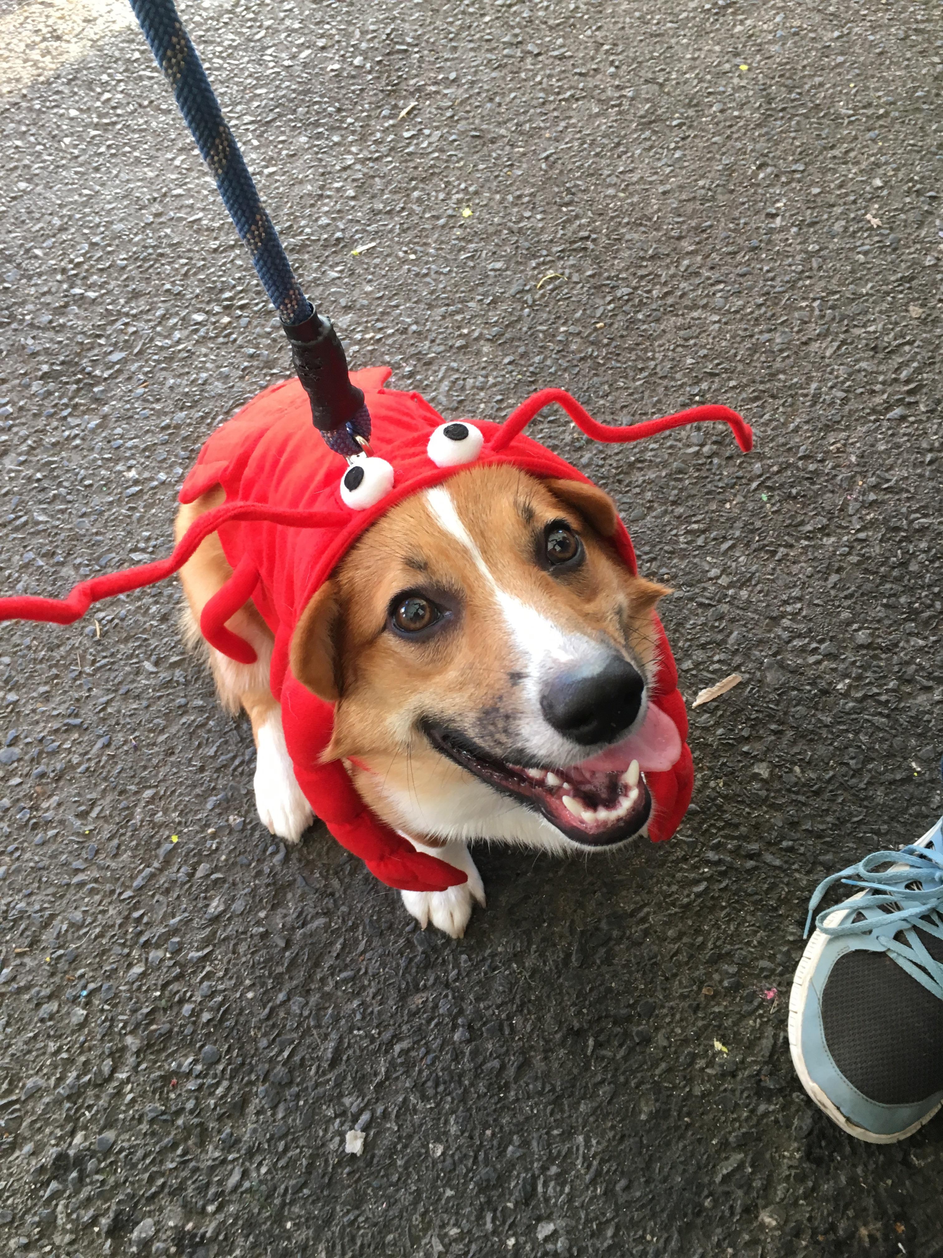 Our lobster boy!