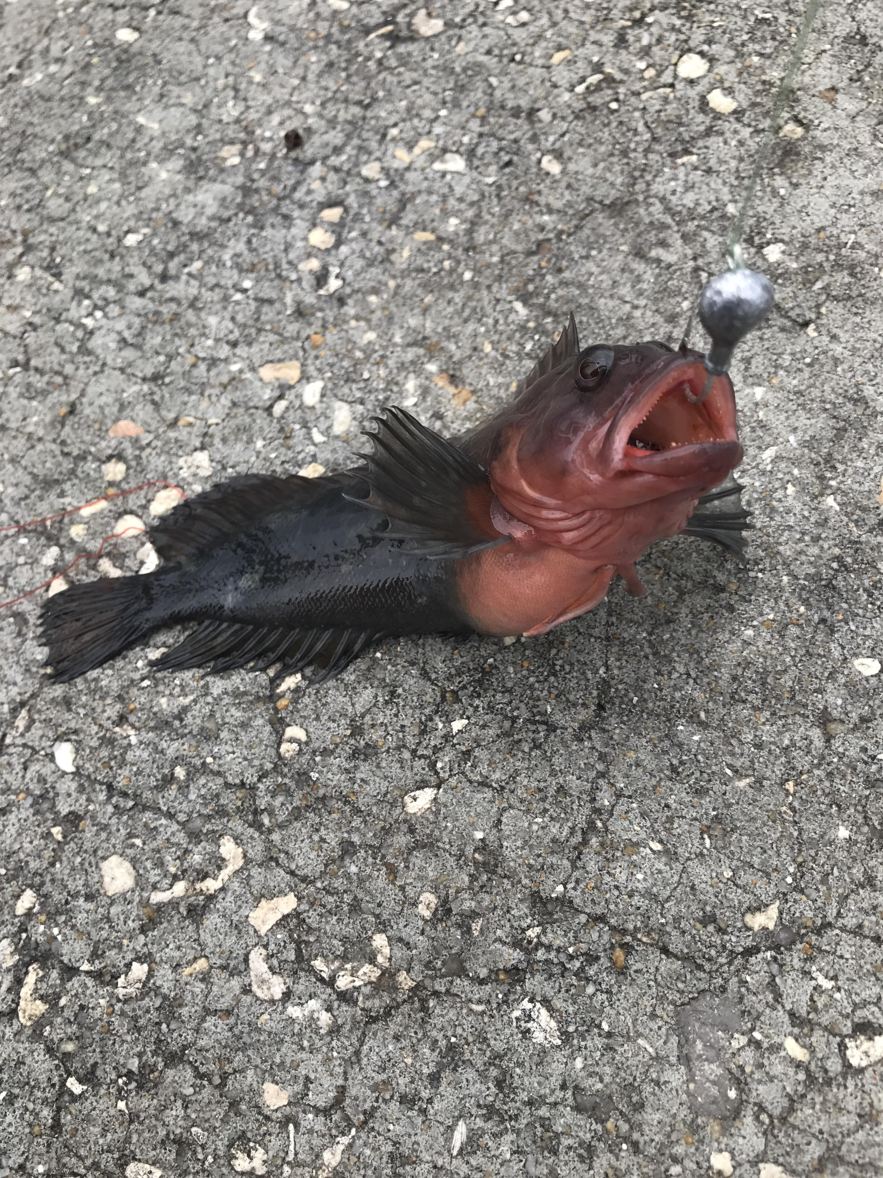 What the heck did I just catch ? Fishing inshore on Amelia Island