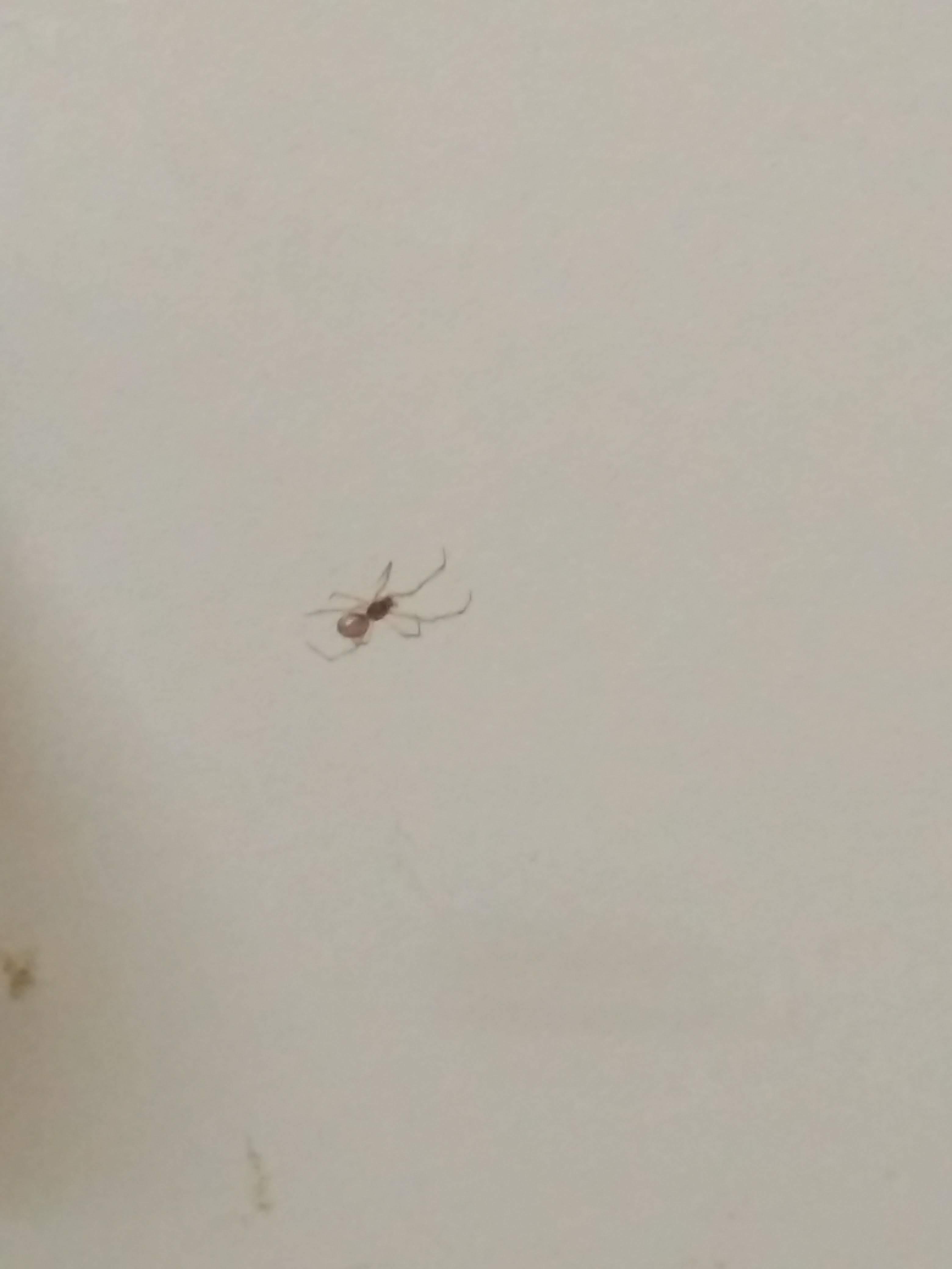 Small spider found at home : r/whatsthisbug