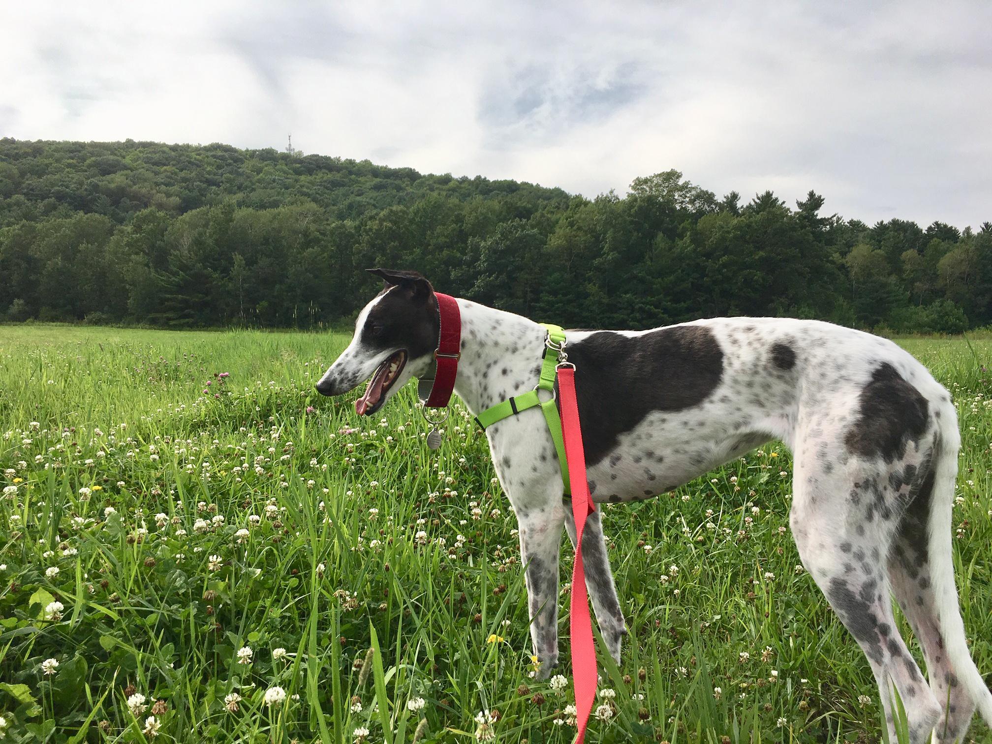 Vermont Cow r/Greyhounds
