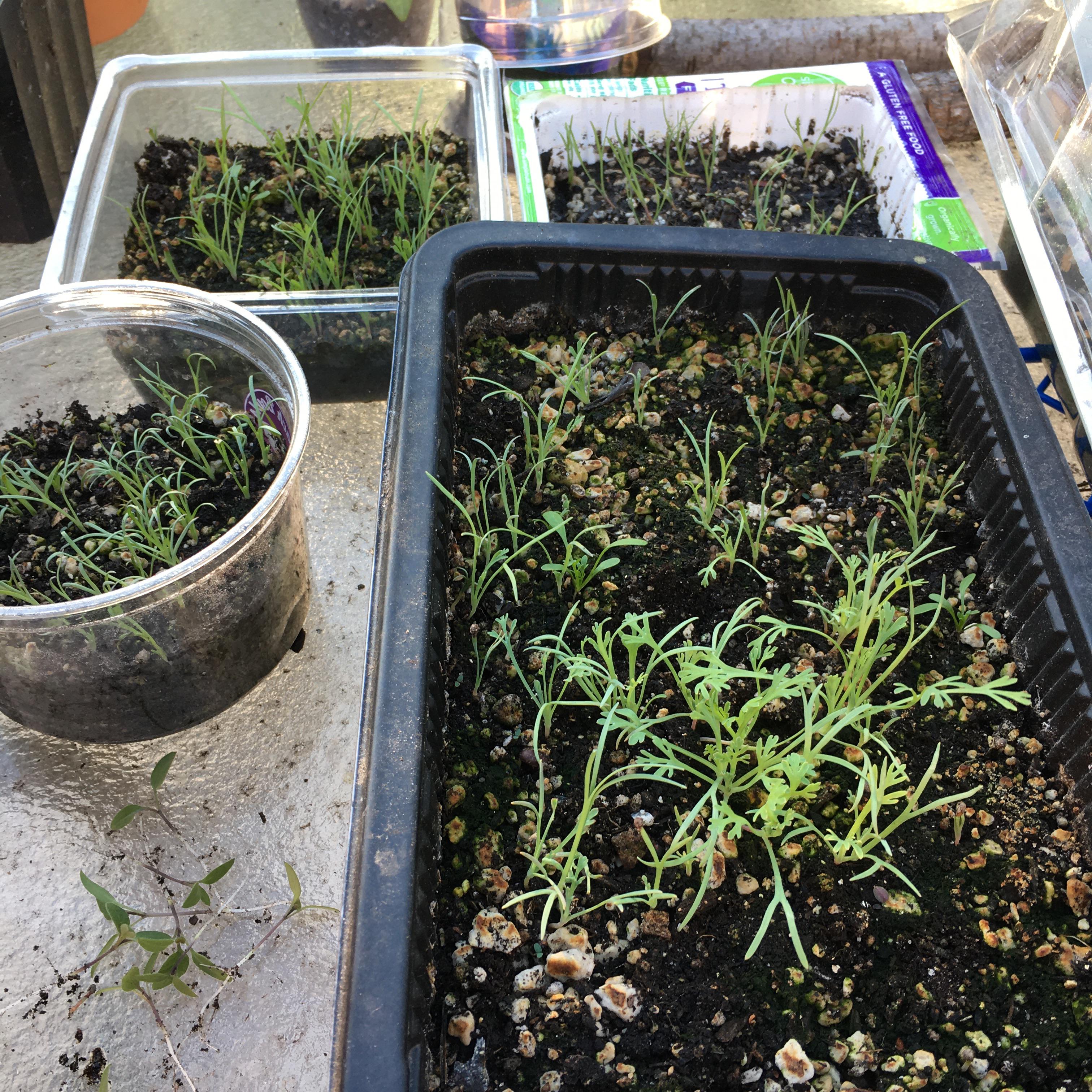 I think I eagerly sowed my CA poppy seeds too close to each other.. are