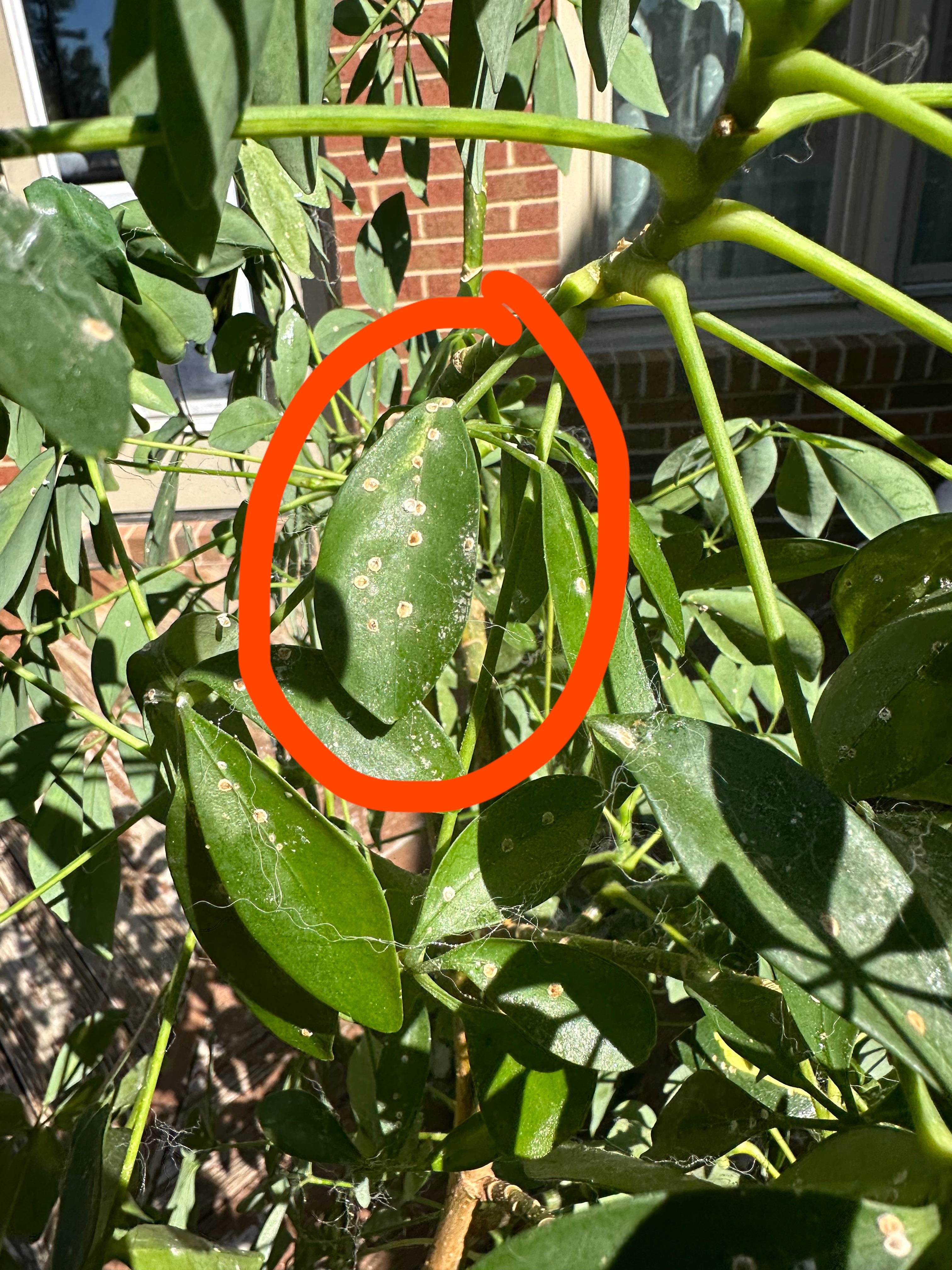 What is this on my umbrella plant leaves? How do I get rid of it? r