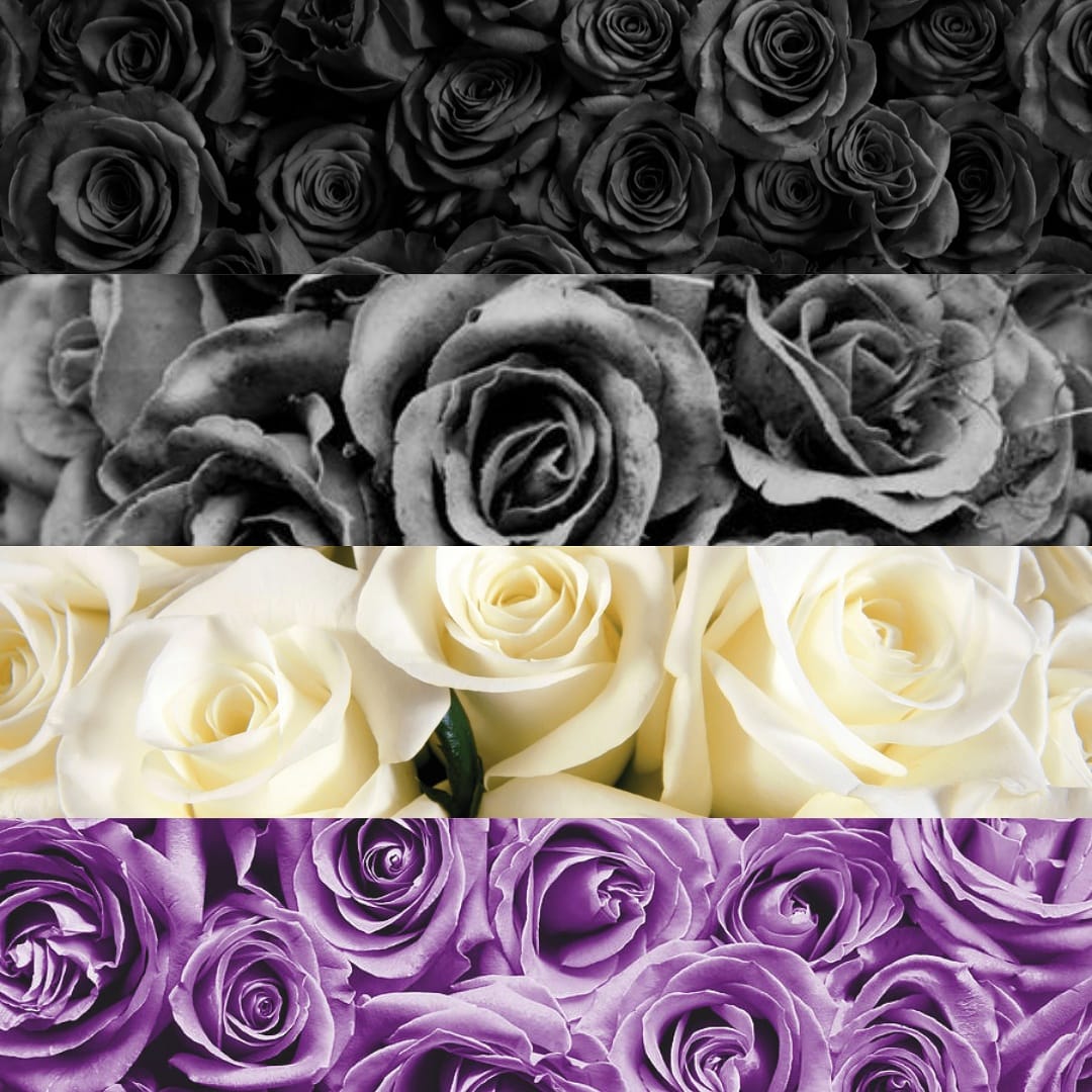 Asexual Rose Flag r/Asexual