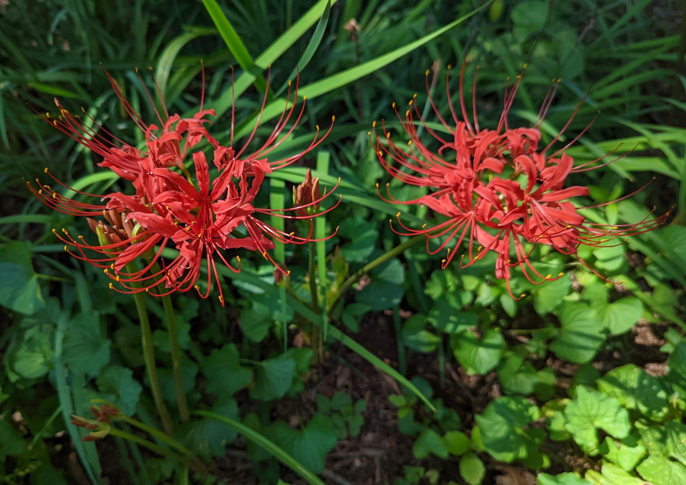 Found these two naked ladies in my front yard-SFW : Charlottesville