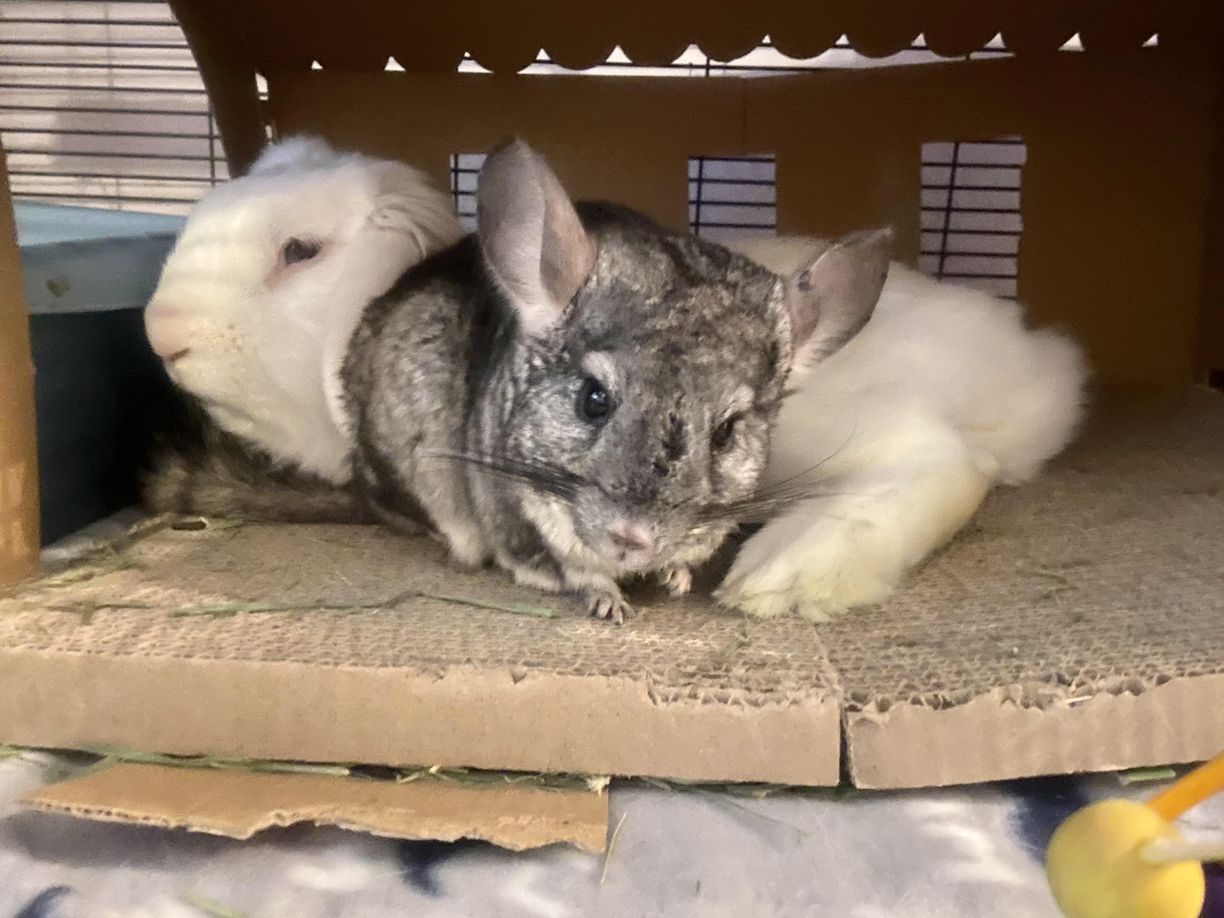 I adopted a senior rabbit and chinchilla pair 3 months ago. r/chinchilla