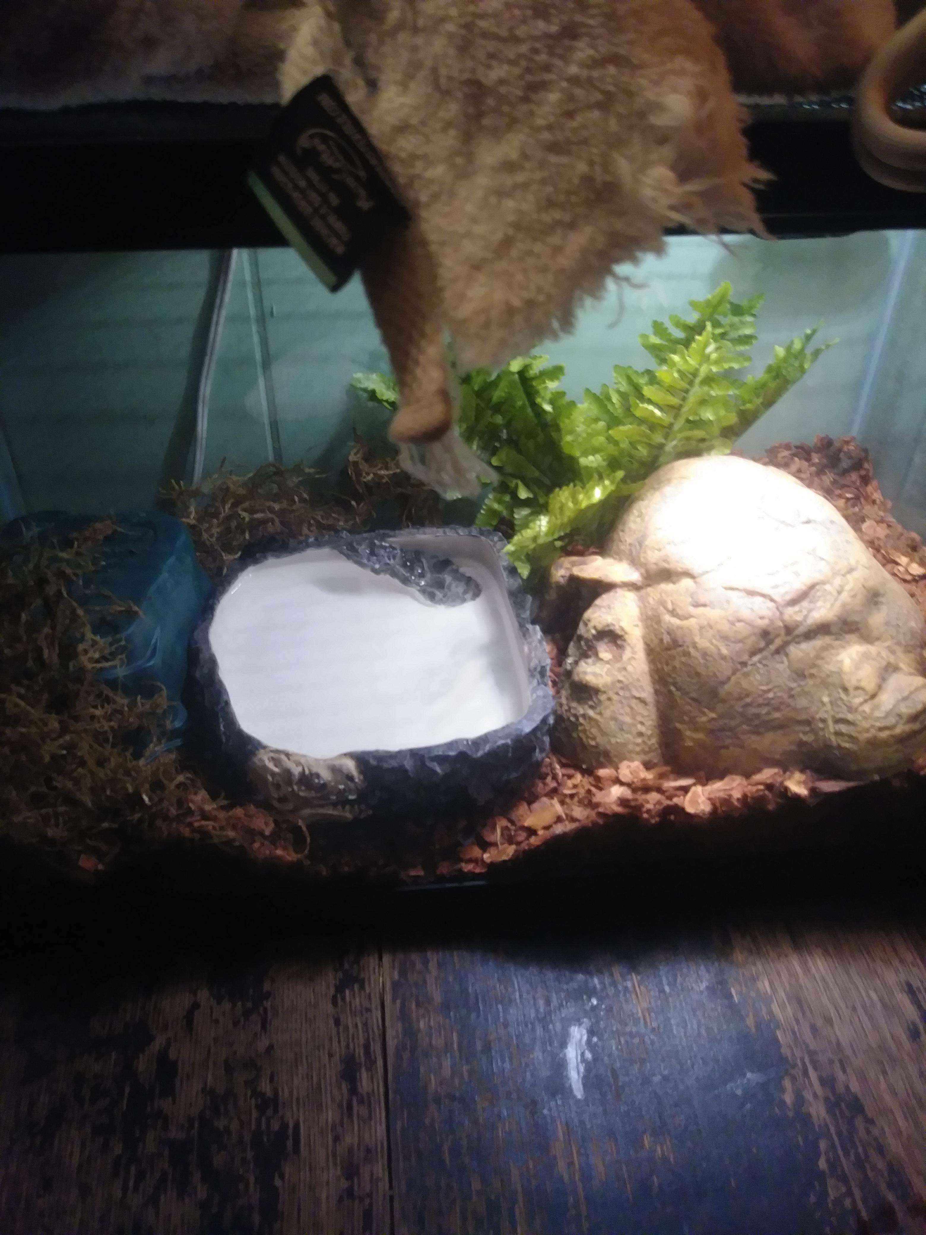 Rate my Ball python setup from 0 to 10 r/ballpython
