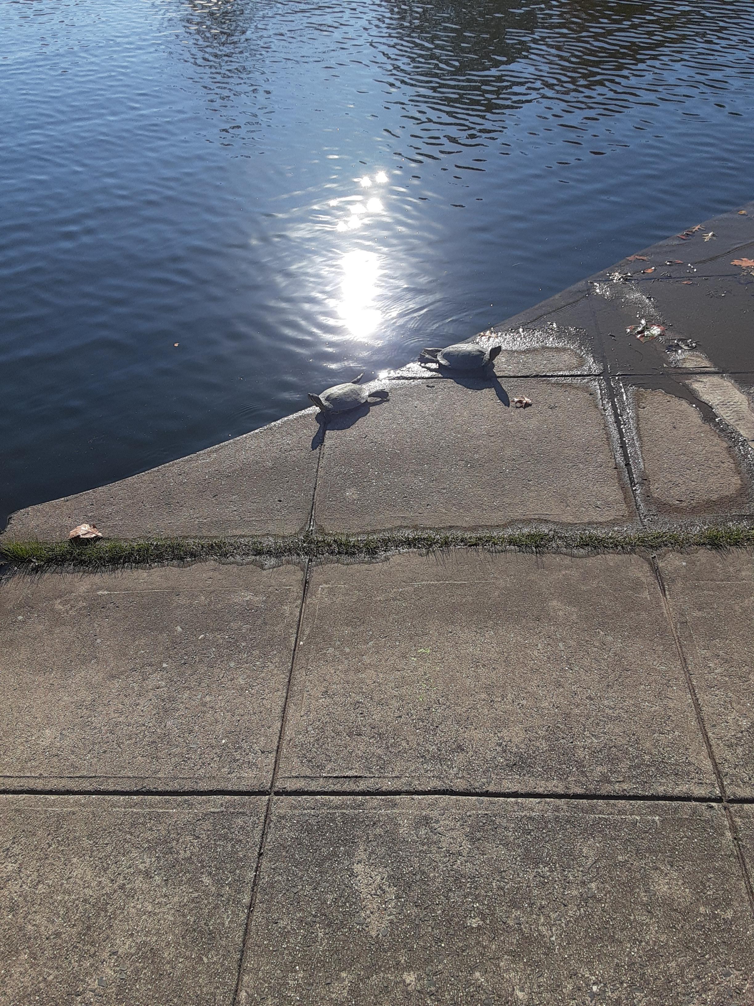 Found these little dudes chillin' in Lincoln Park r/jerseycity