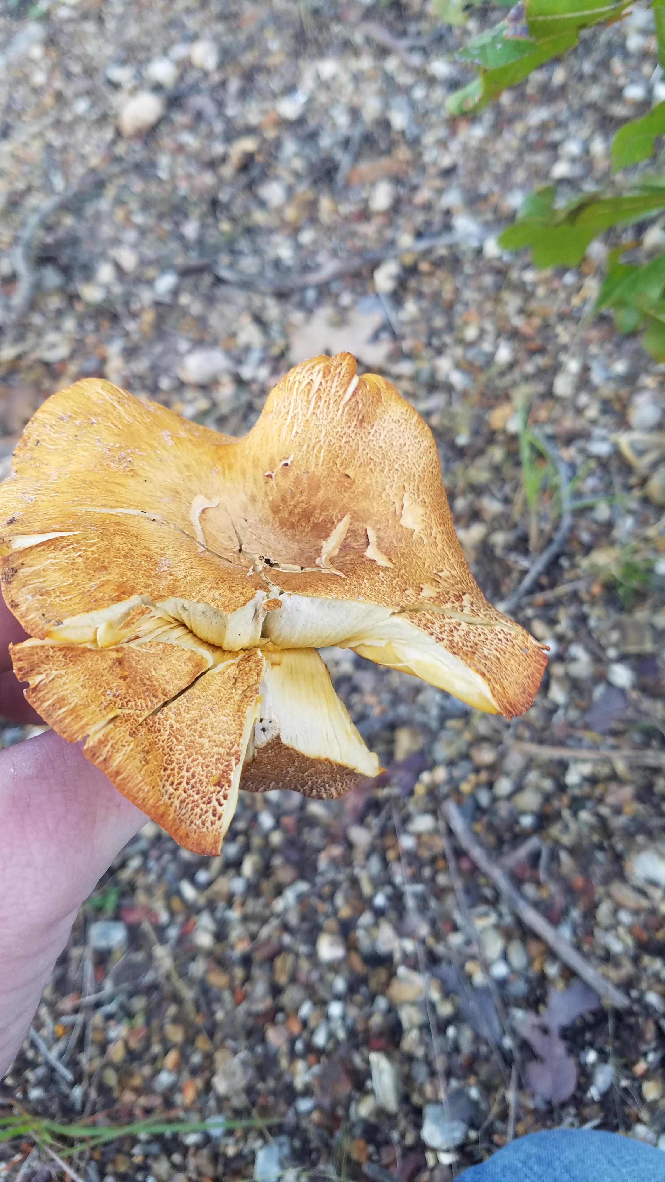 Is this a Chanterelle mushroom? Never seen them in Southern Oklahoma