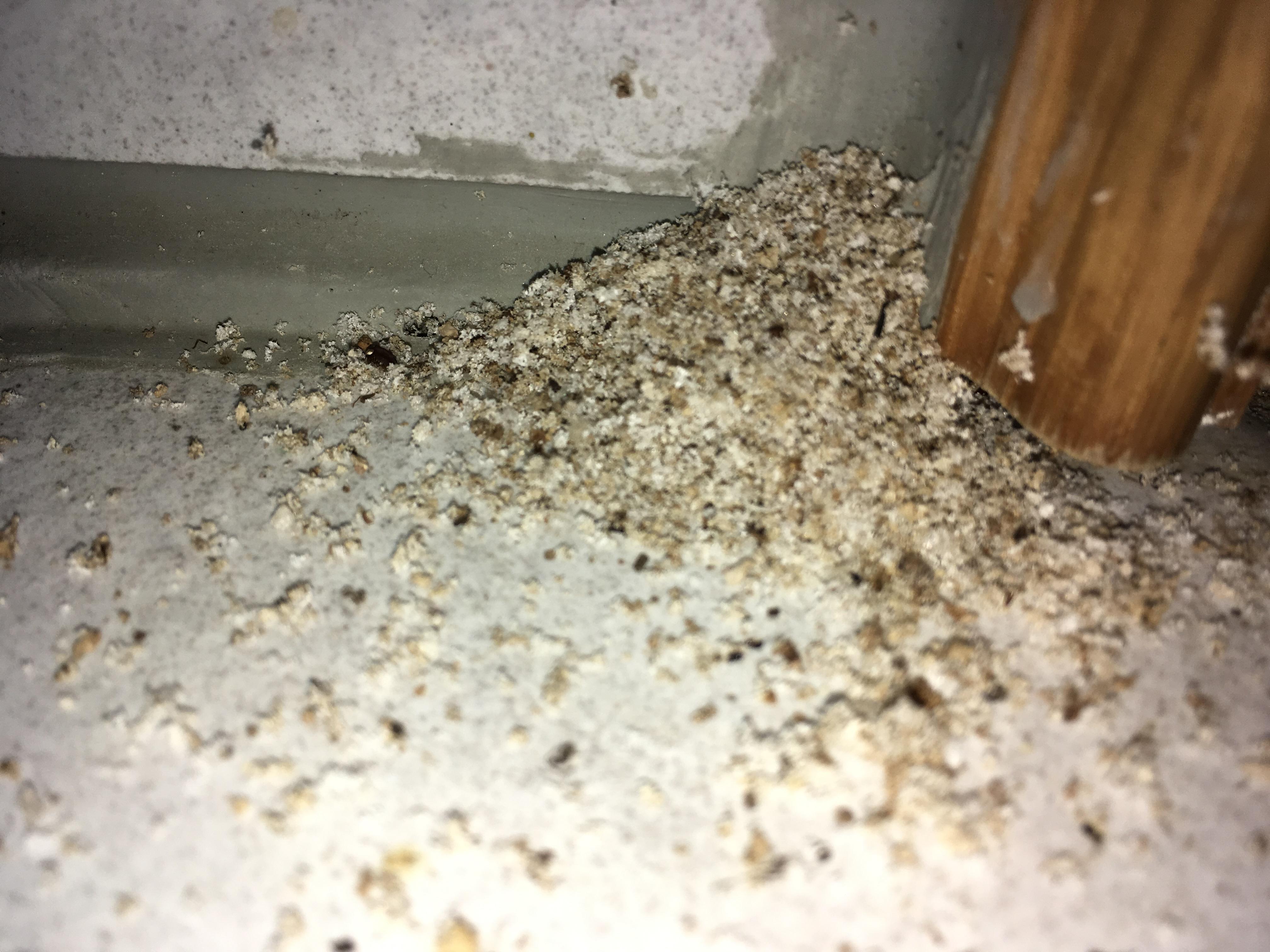 House spiders generate this fine dust piles every week. r/Whatisthis