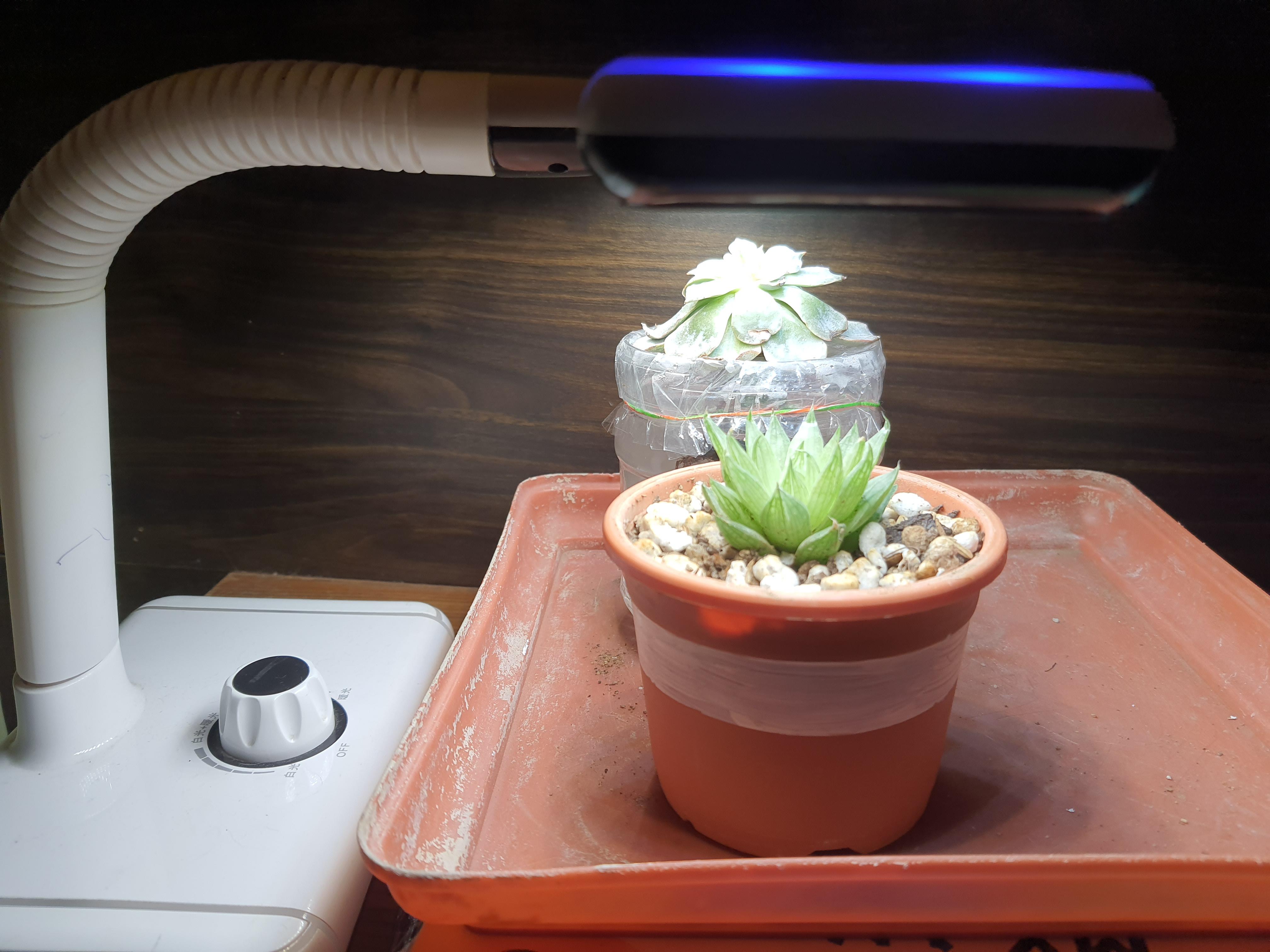 Hi my succulent are etiolating so I wanted to ask can I use the normal
