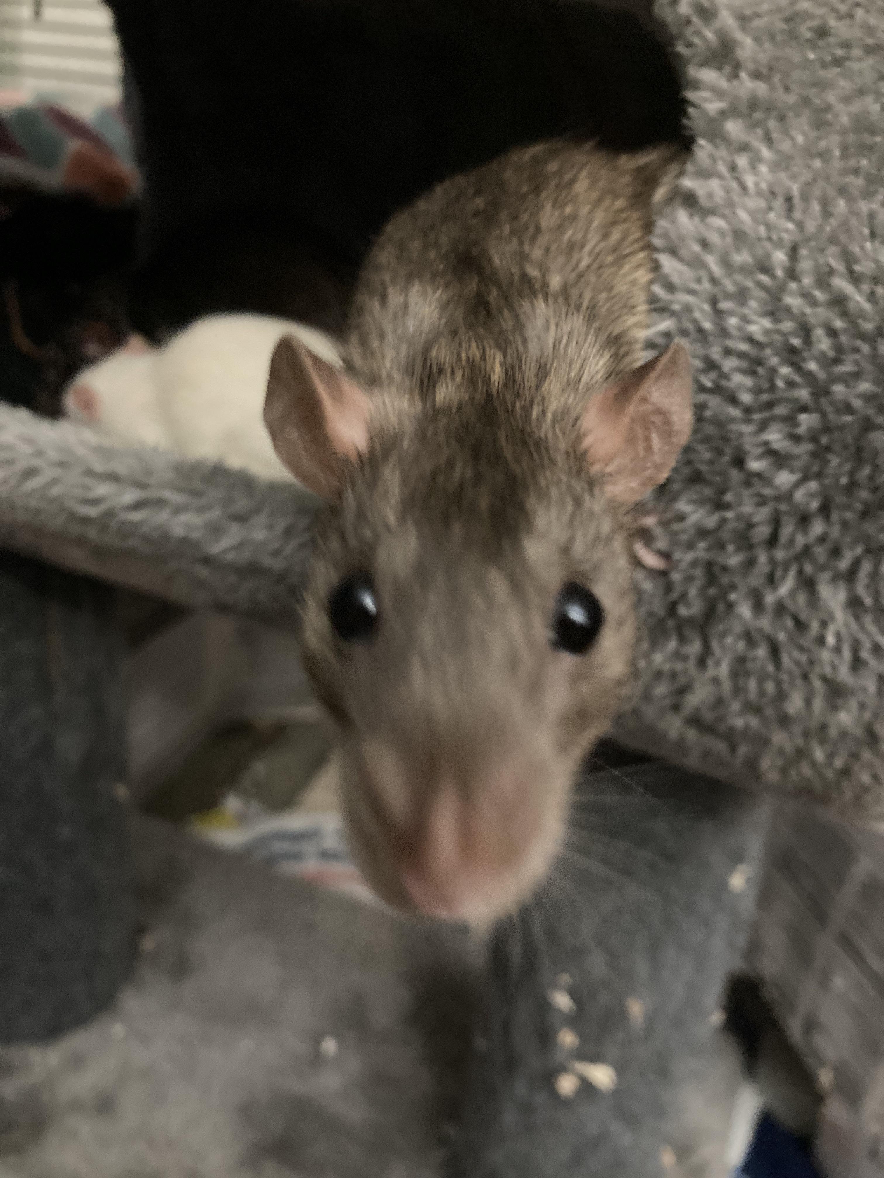 critter nation cement tub sizing r/RATS