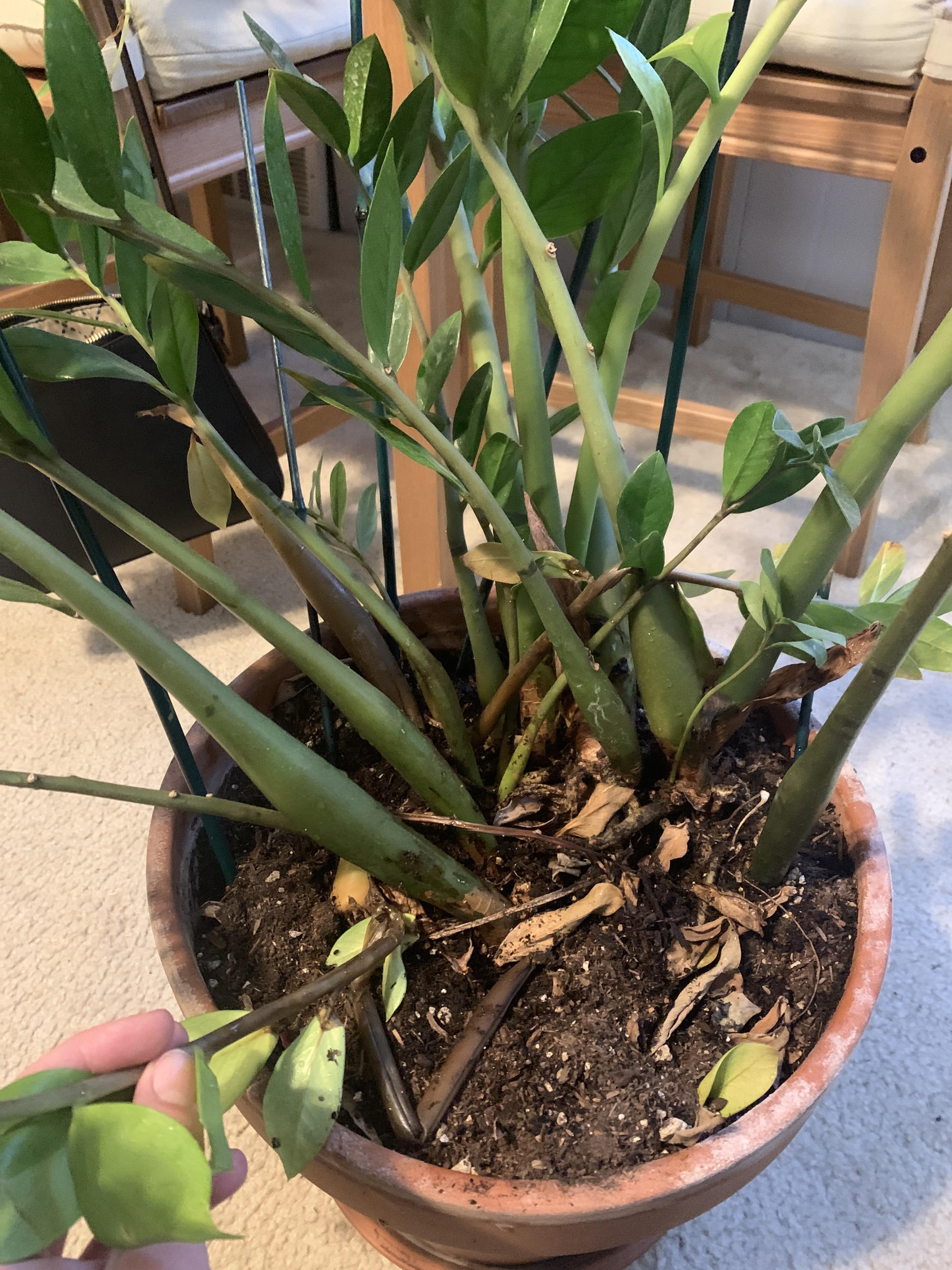 ZZ only help? My plant is very leggy/falling over, and any new growth