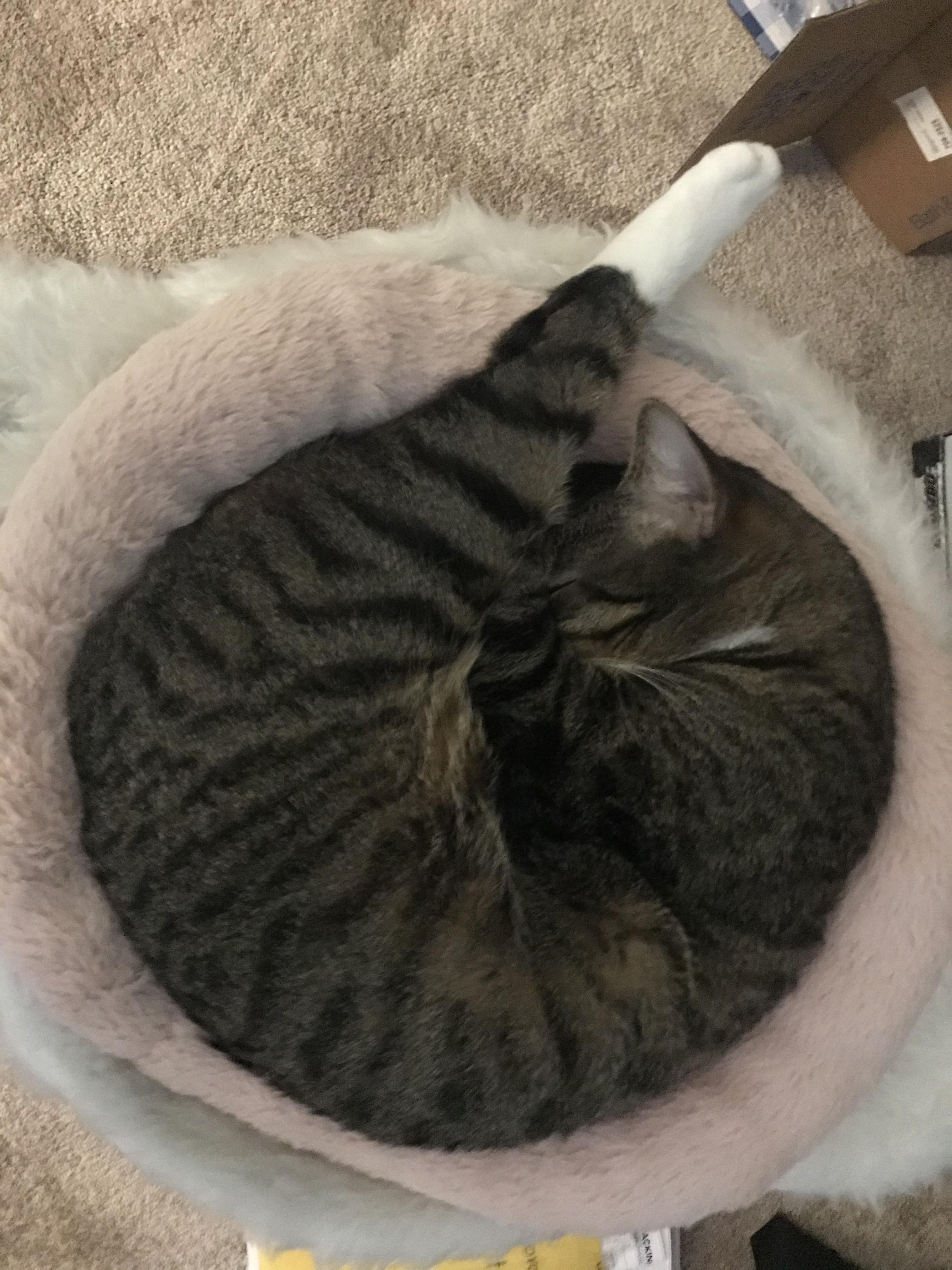 Please help, a giant grilled shrimp has taken over my cat’s bed... r/cats