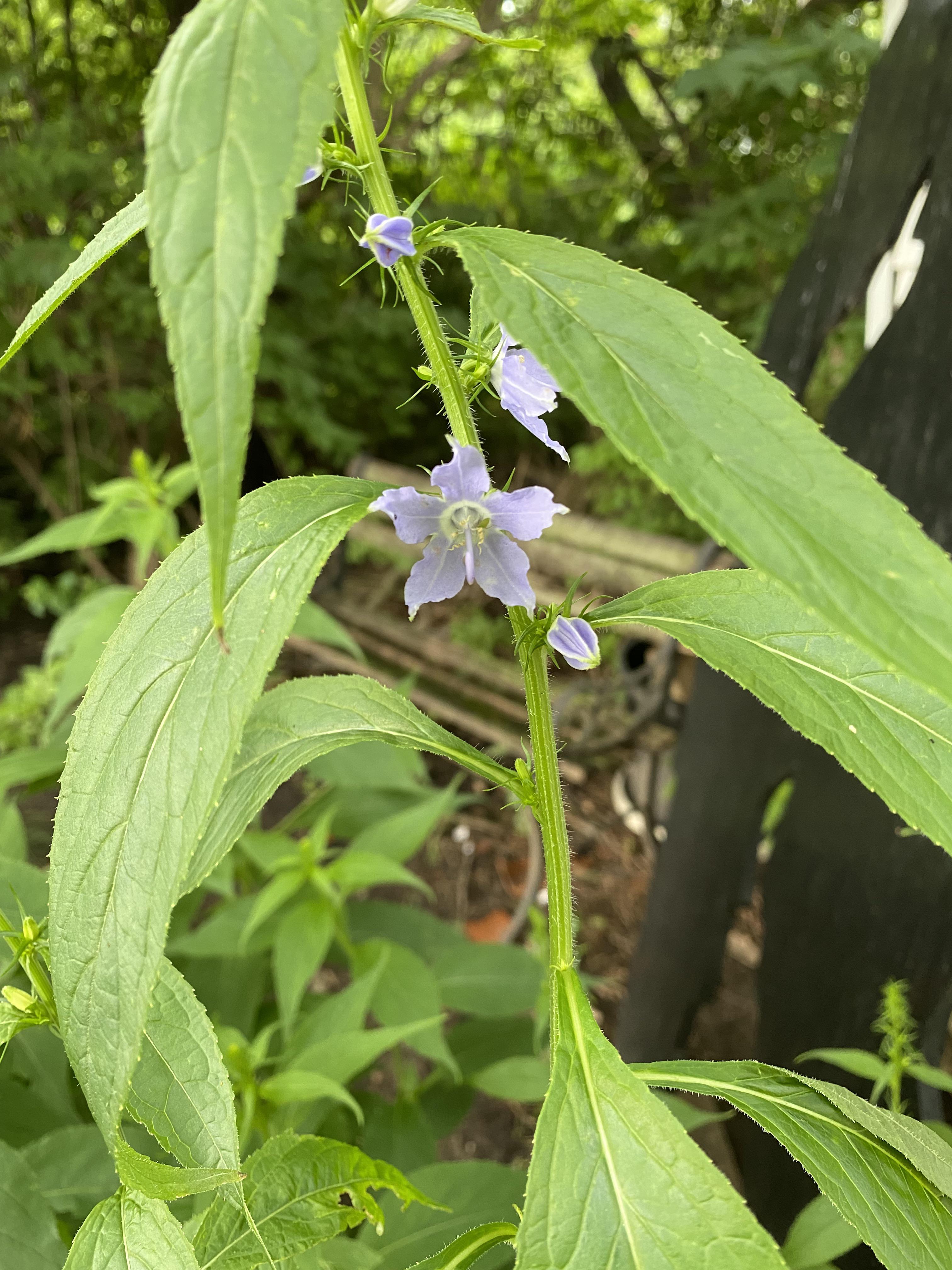 Yesssss! My tall bellflower has been growing like crazy all spring, and now the payoff is HERE
