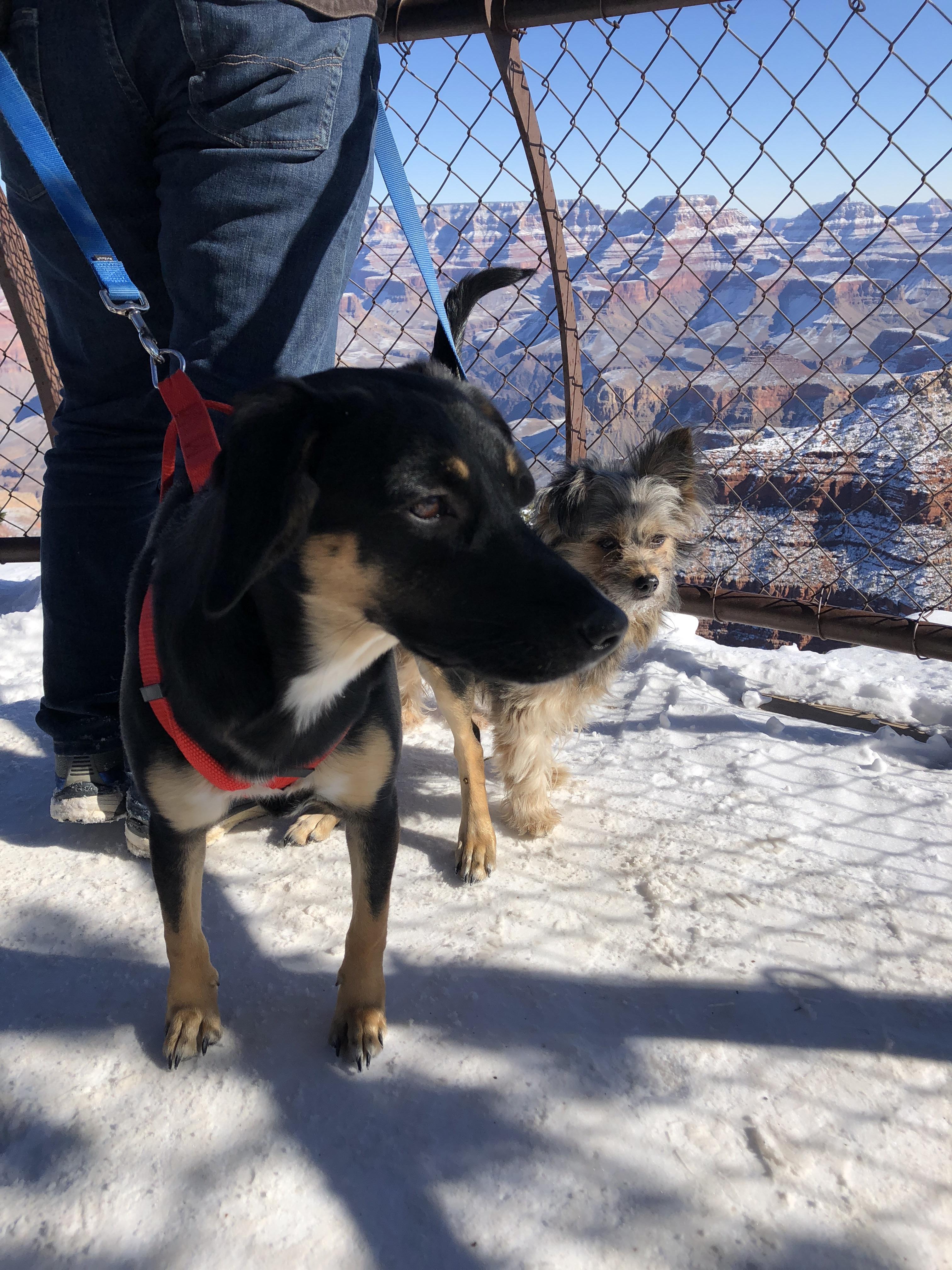 My dogs first time at the Grand Canyon r/camping