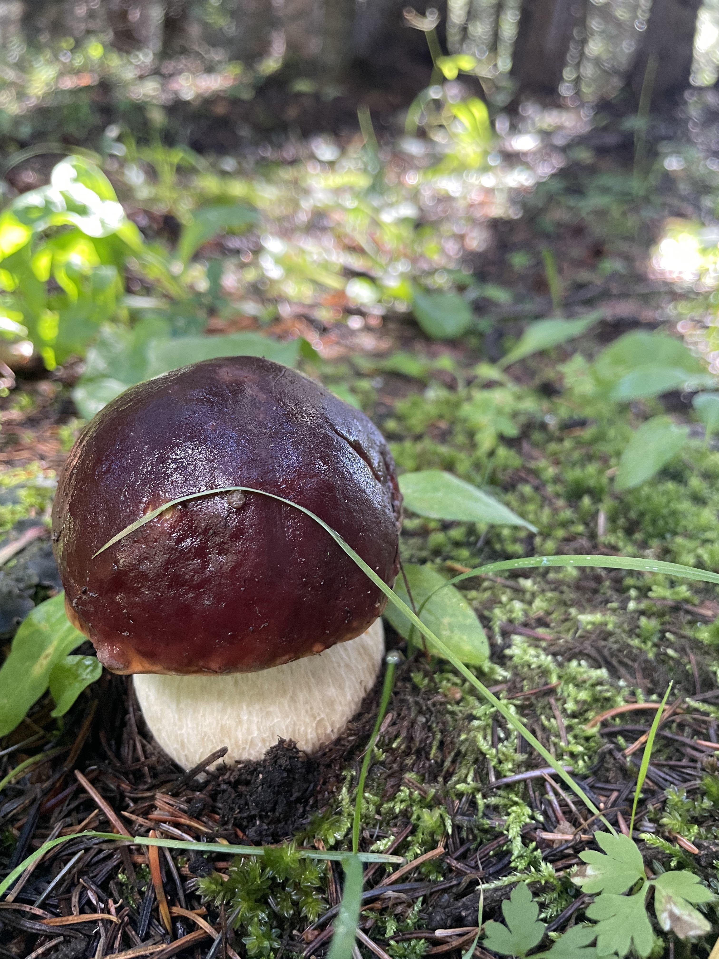 Beautiful porcini found yesterday during our foray at Telluride