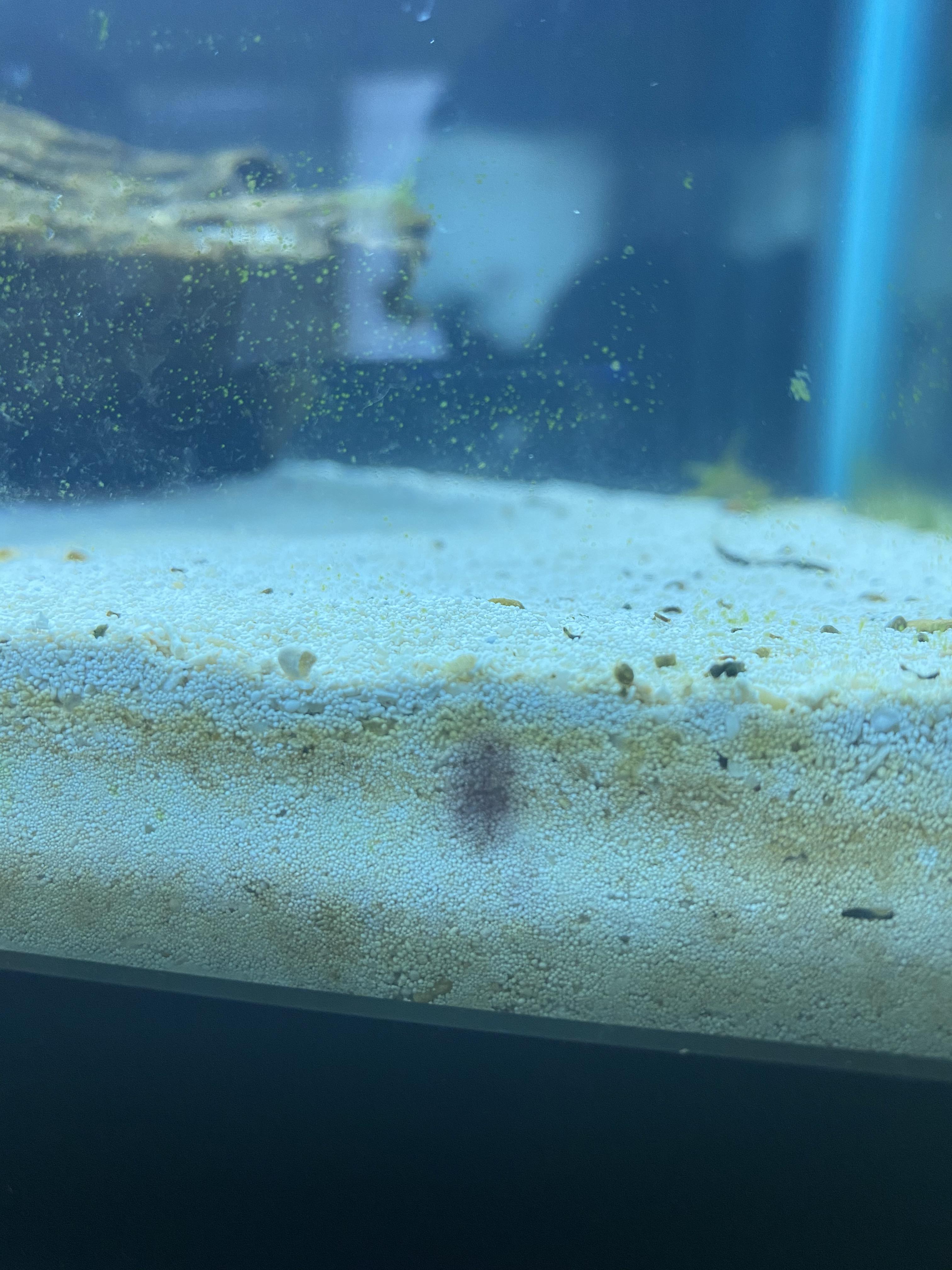 What’s this purple algae growing in the sand? r/Aquariums
