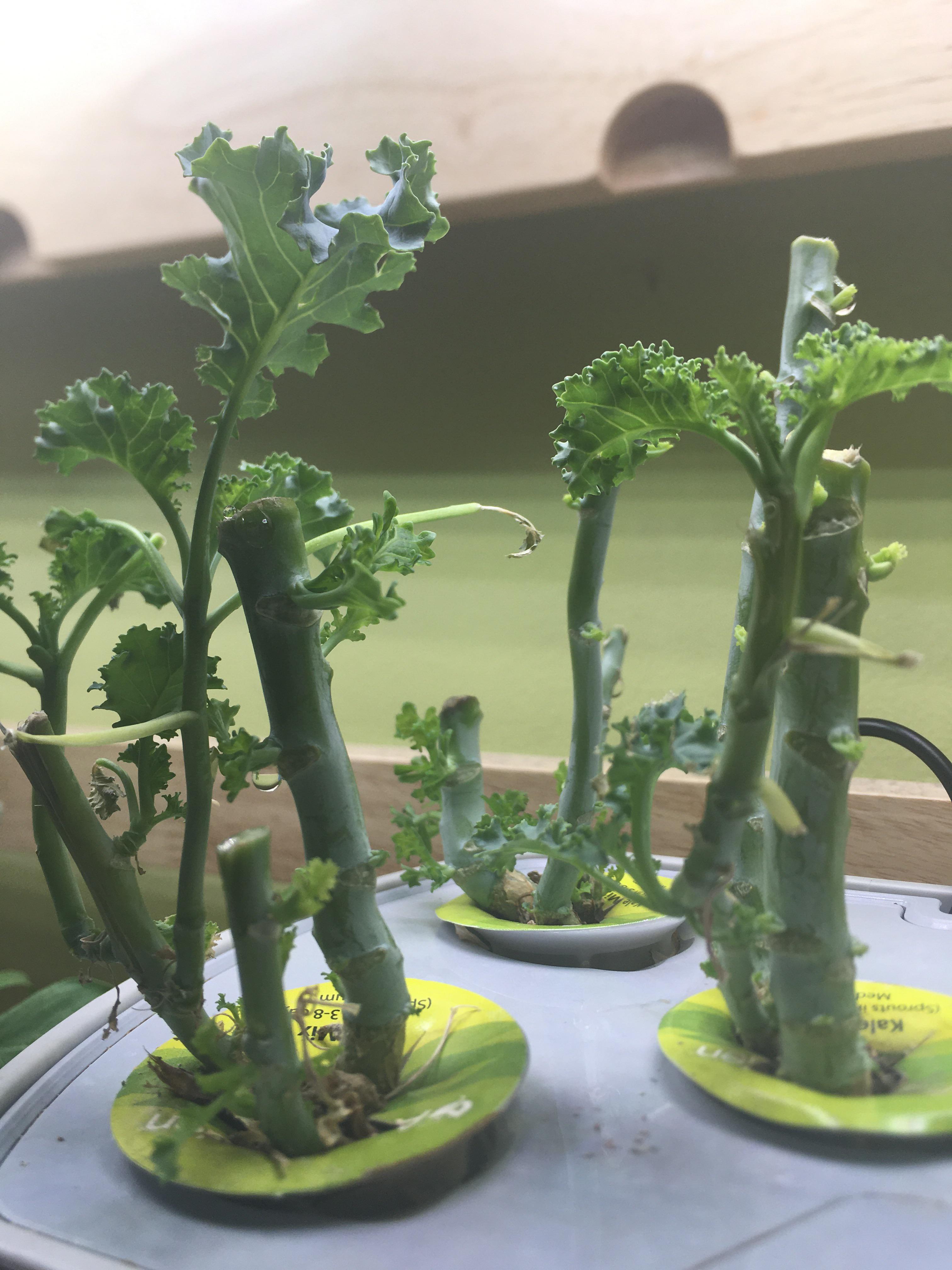 Best flowers for the aerogarden? aerogarden