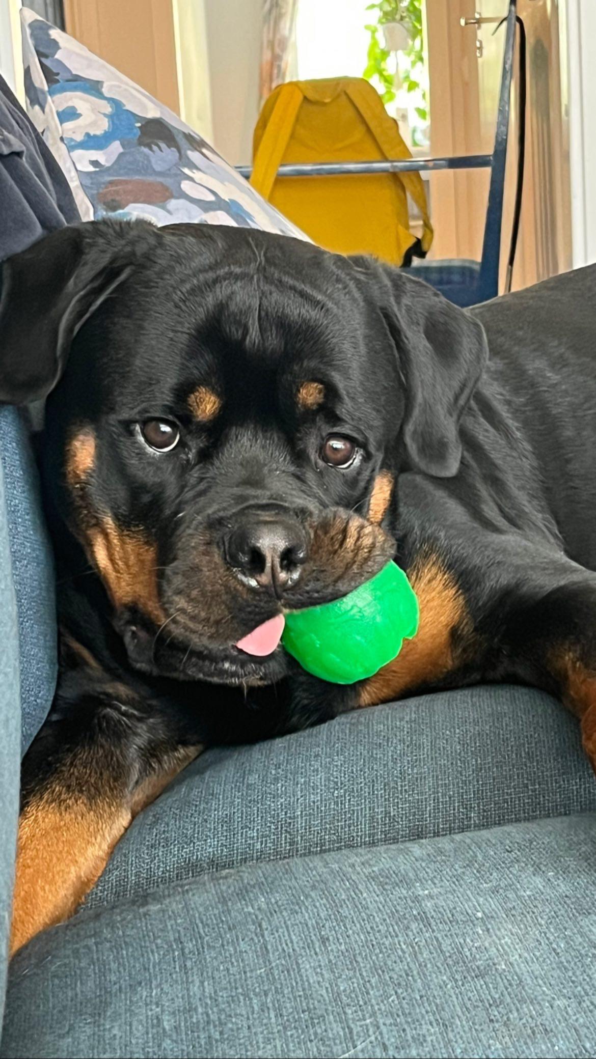 chewing on his favorite toy 💚 r/Rottweiler
