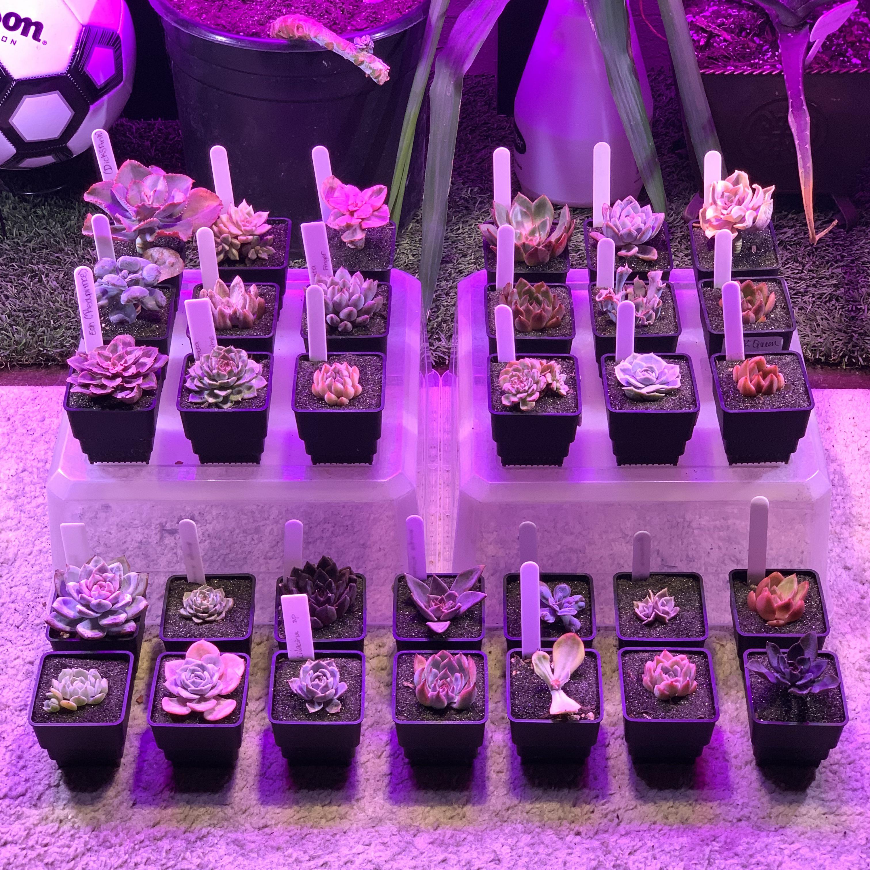 Collecting Korean plants is one of my favorite things to do😇 r/succulents