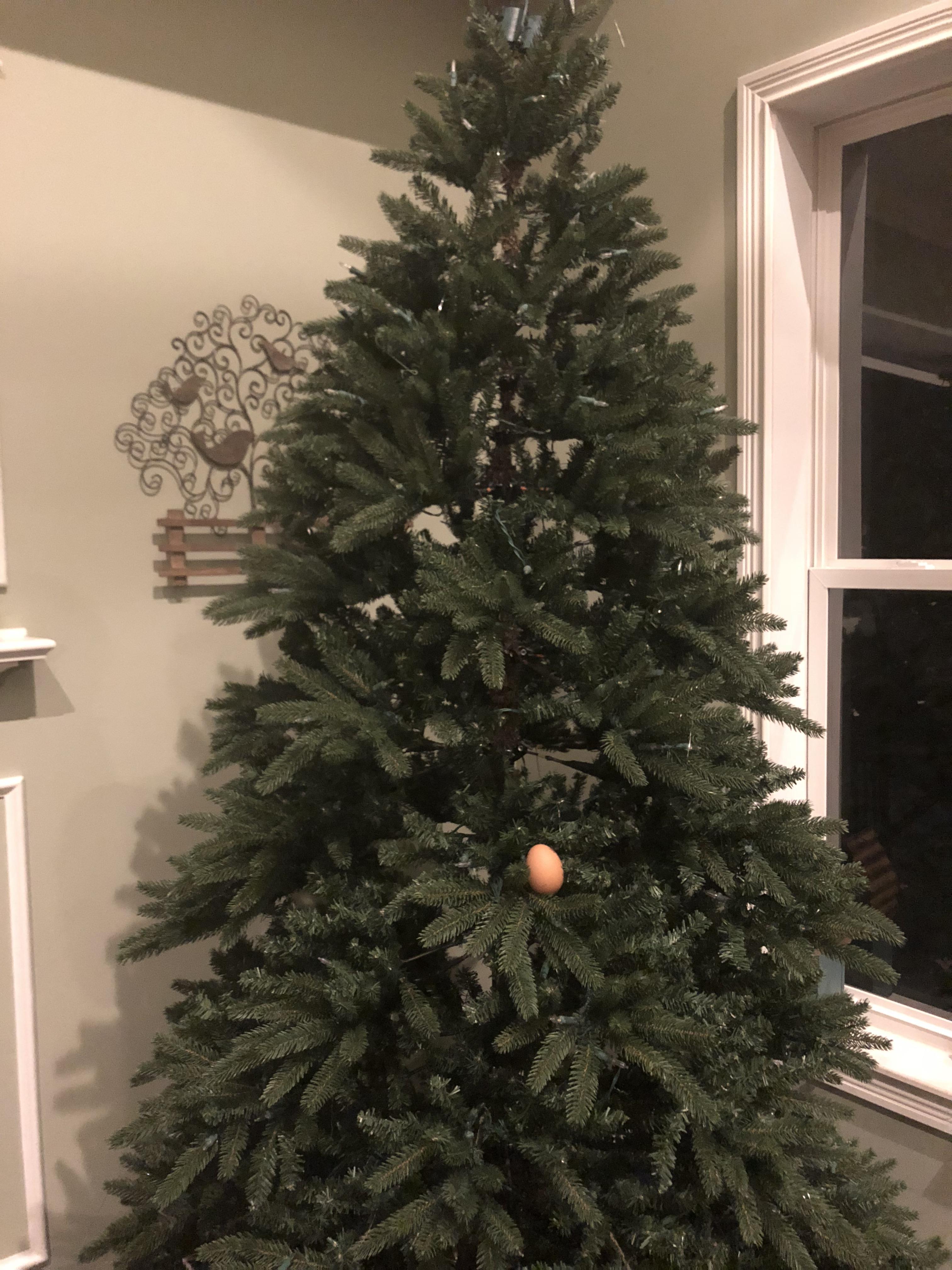 Turns out eggs do grow on trees EggsInStrangePlaces