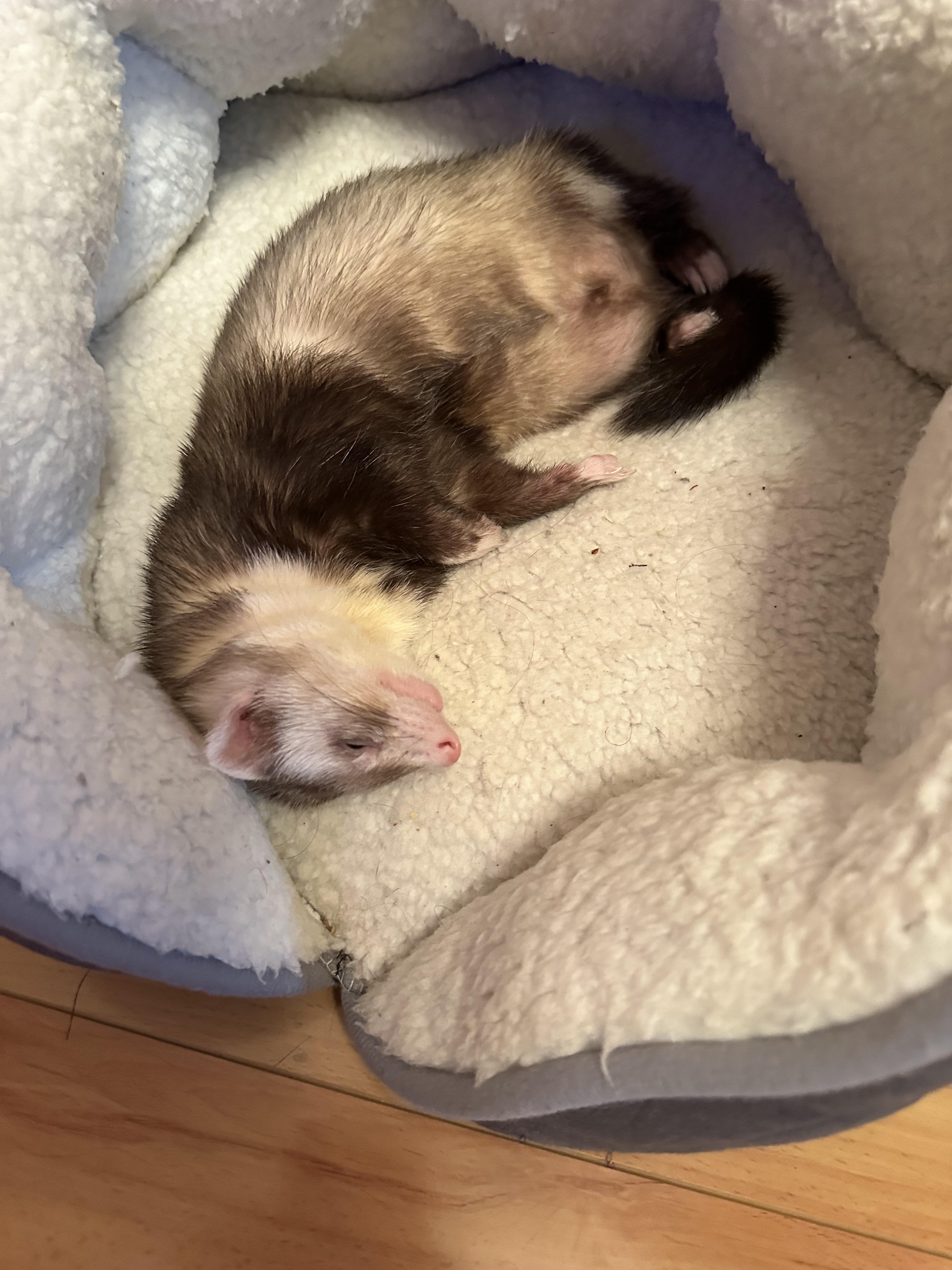 Is my ferret okay r/ferrets