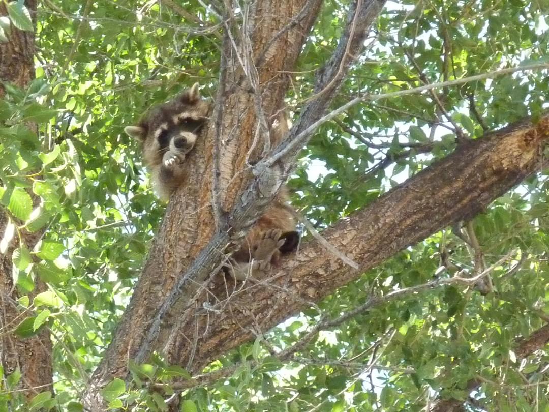 got comments. concerns about Bosque Farms ? Here's your chance r