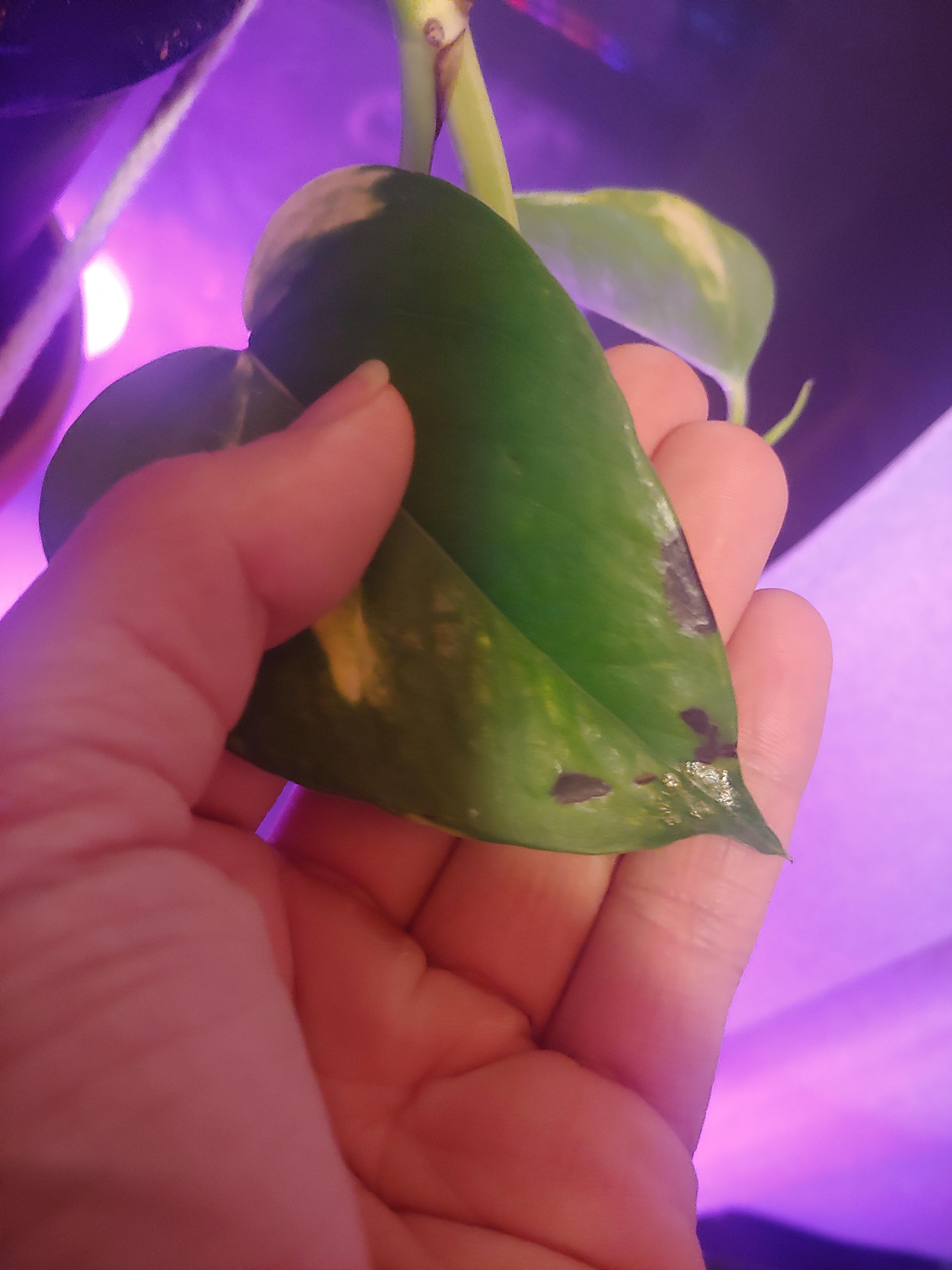 Why does my pothos leaf have these black marks? Is it a deficiency? r