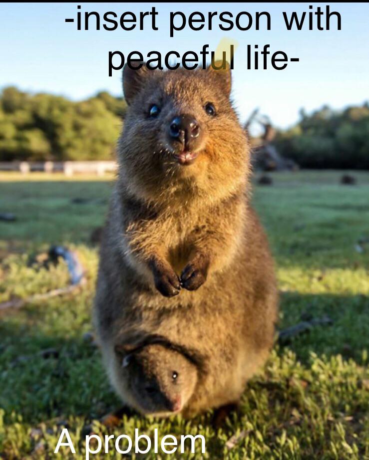 Quokka Meme