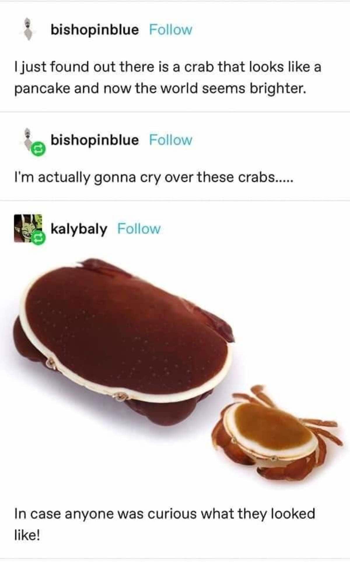 blessed pancake crabs r/blessedimages