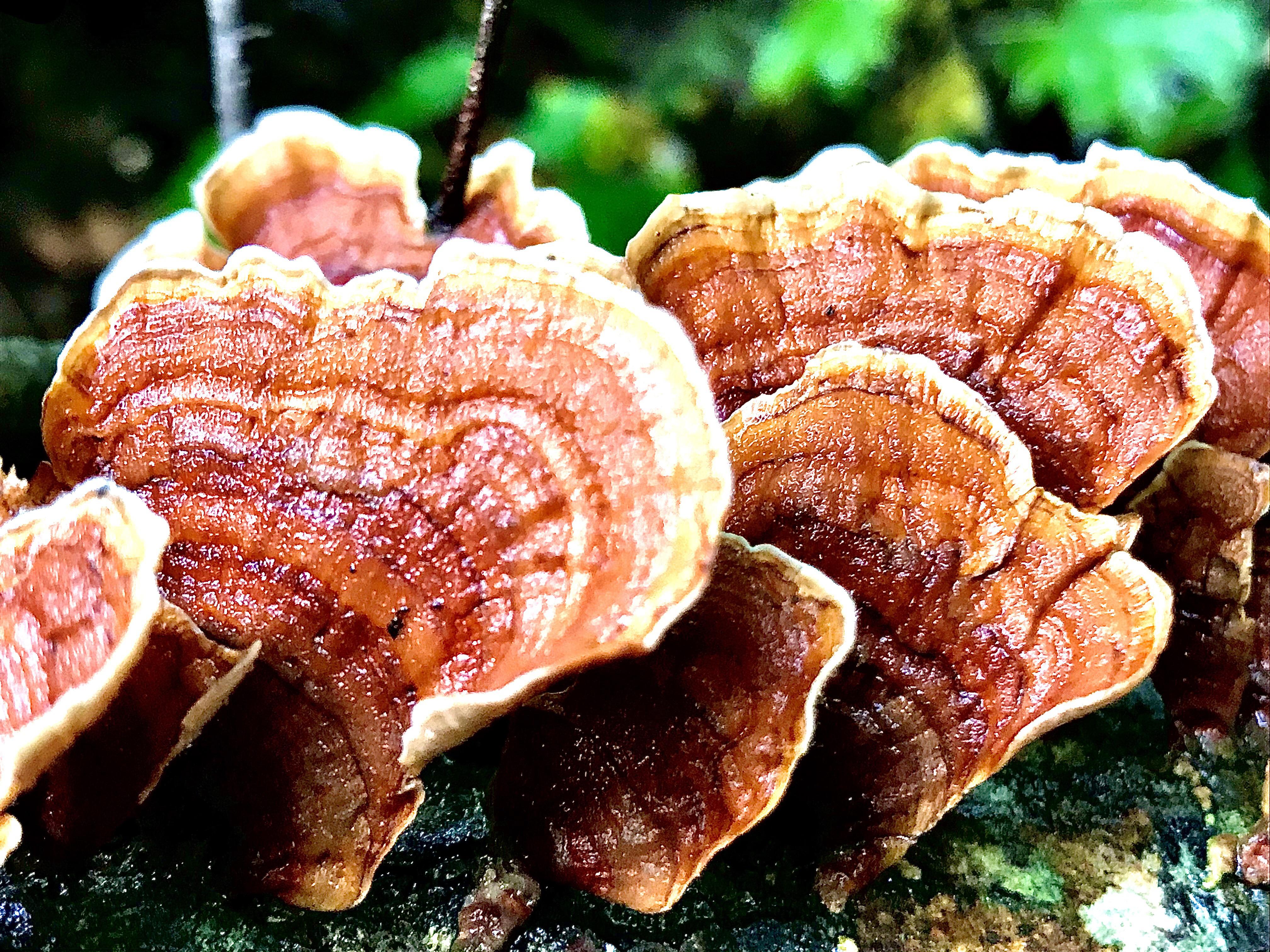 Got this closeup of some Turkey Tail Mushrooms this afternoon! r/foraging