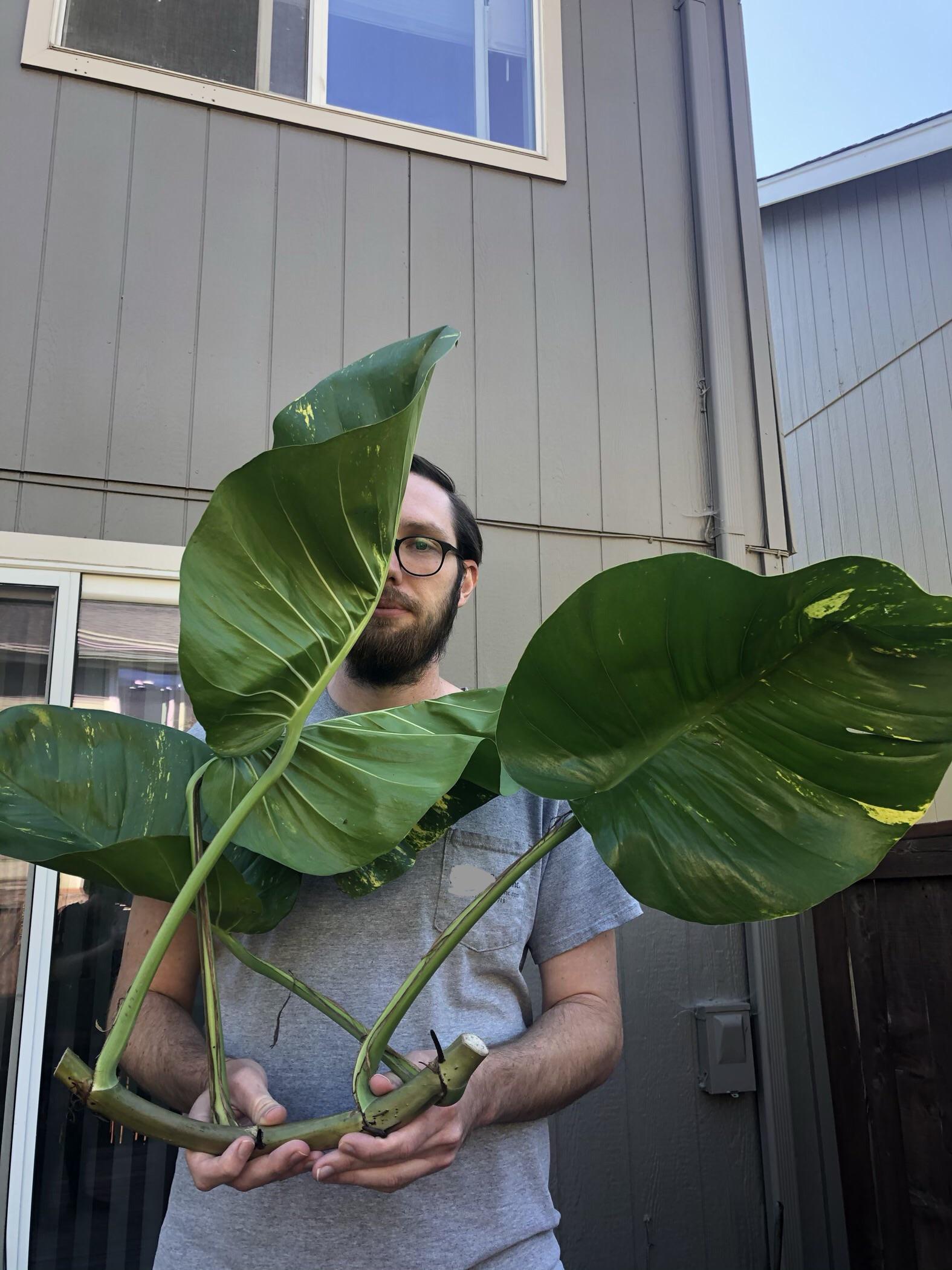 How To Plant Giant Pothos Cuttings
