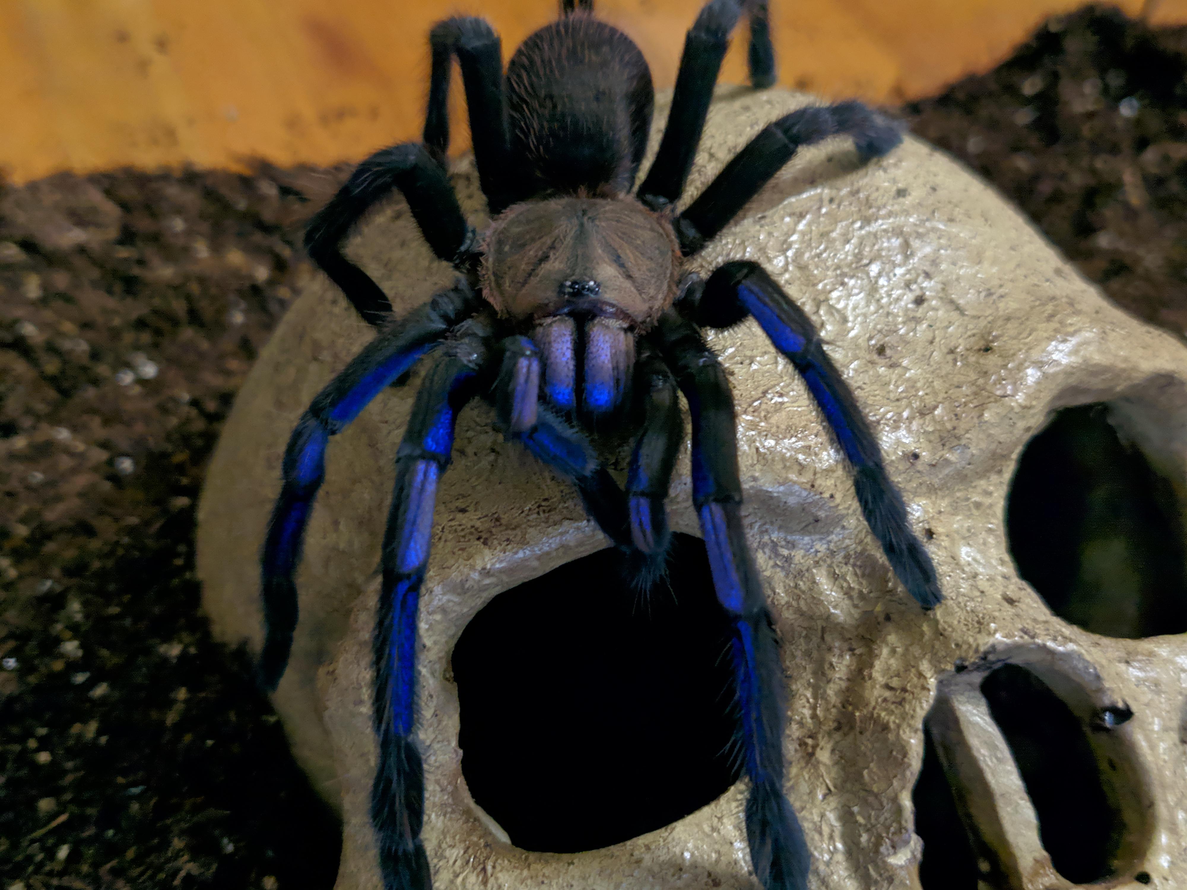 Chilobrachys sp. 'Electric Blue' r/tarantulas