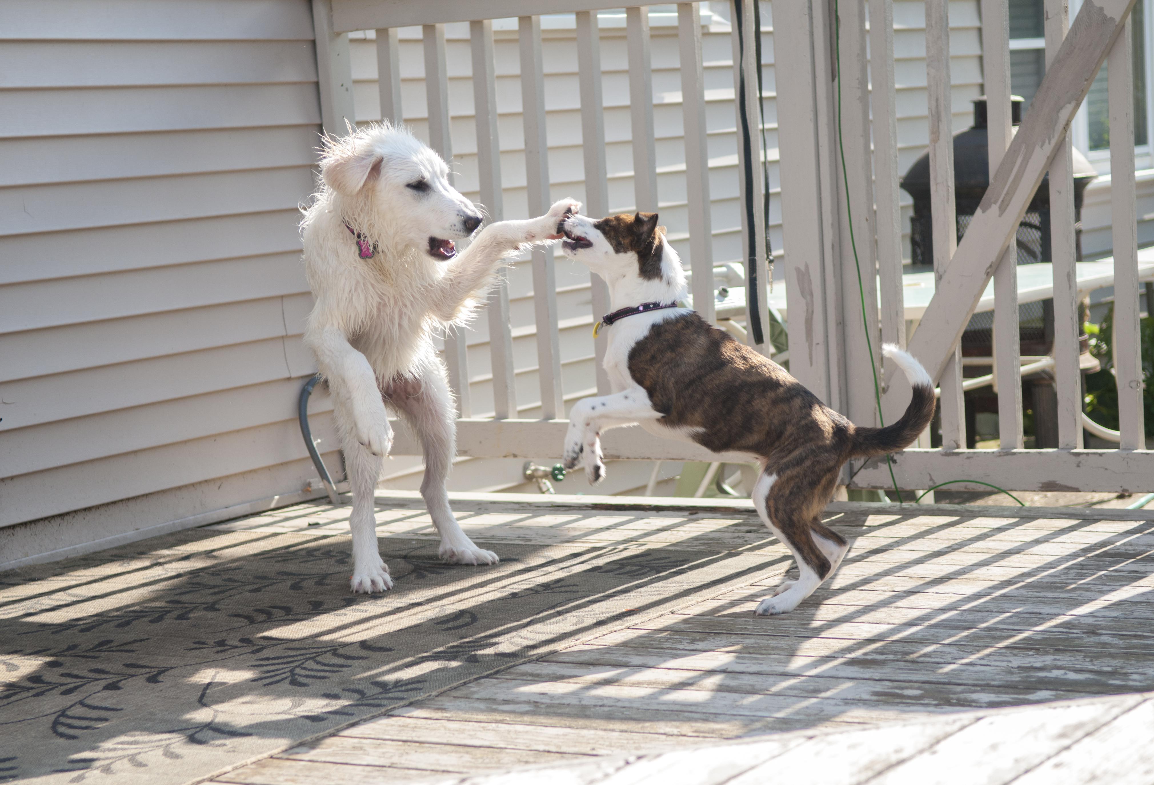 PsBattle these dogs play fighting
