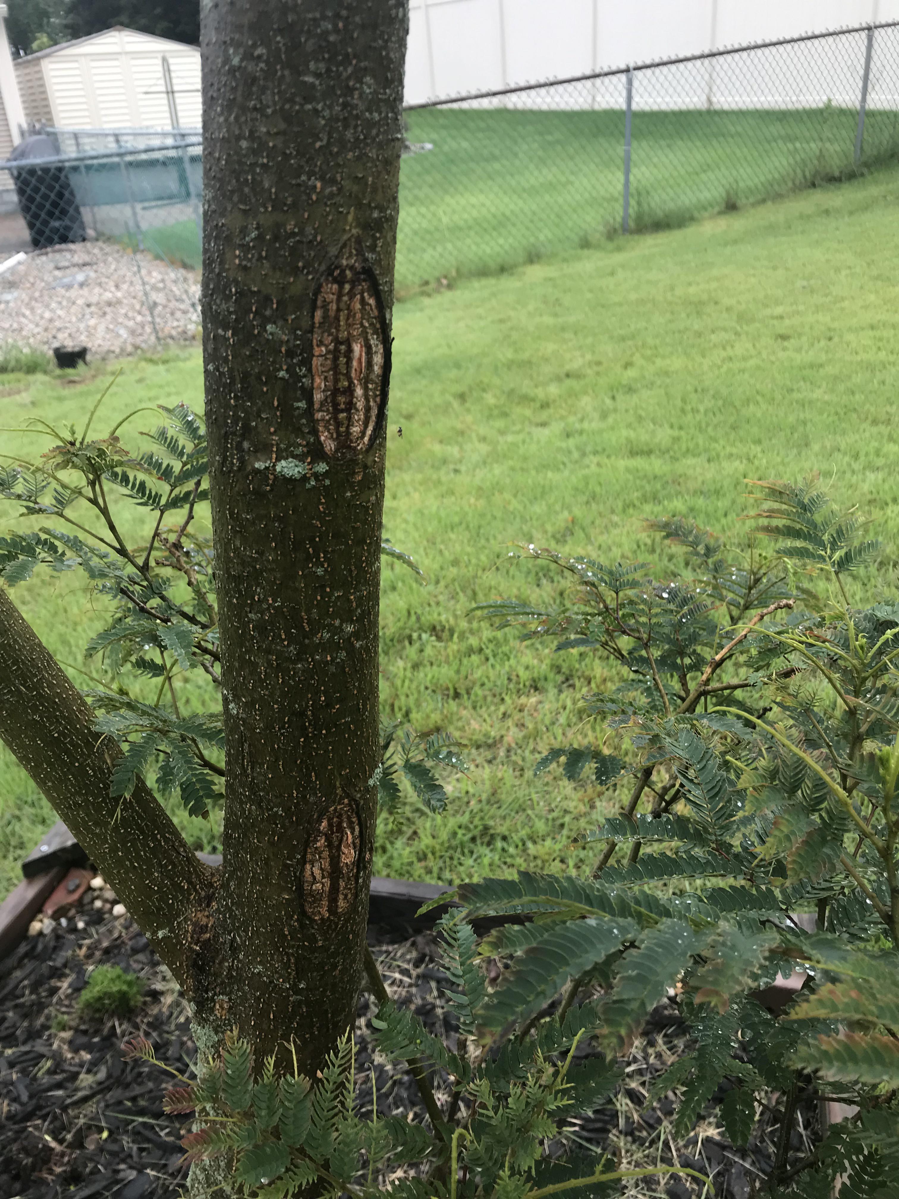 What are these weird spots on my mimosa tree? r/gardening