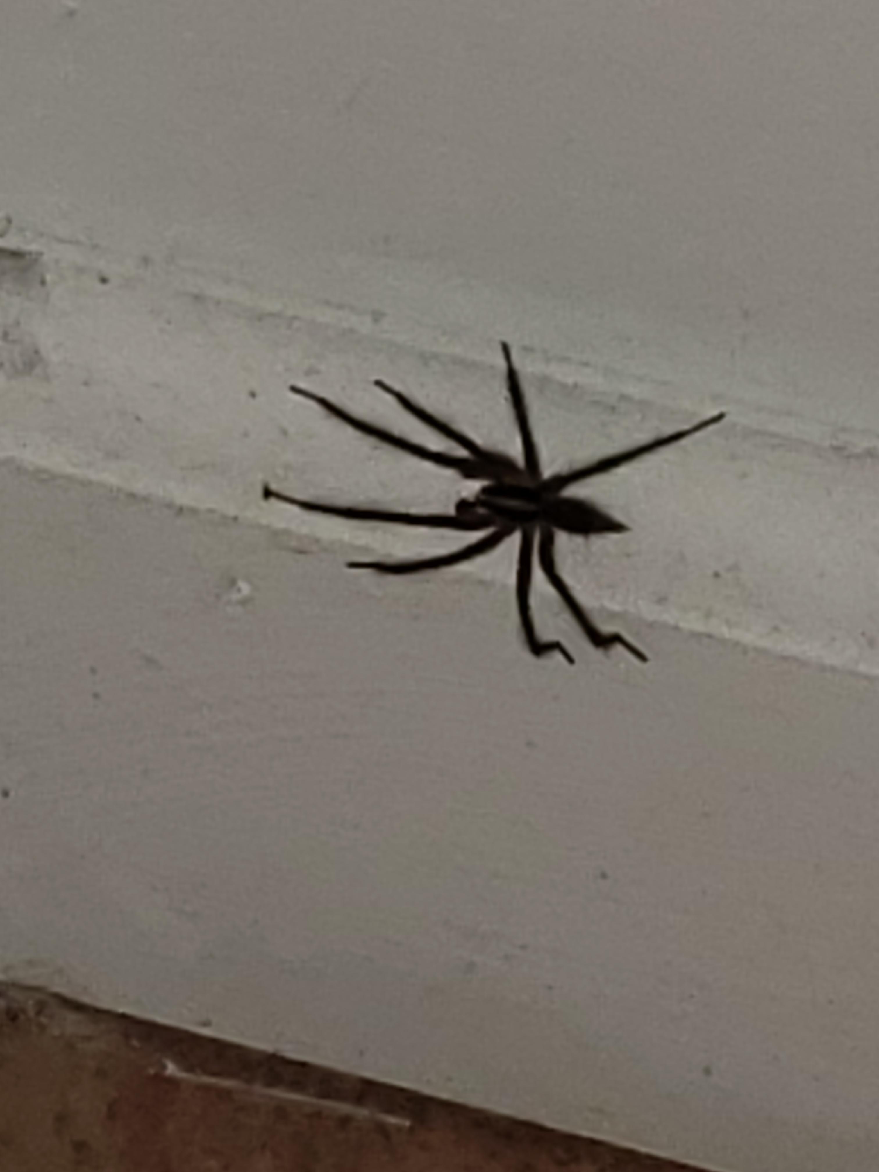 Can anyone identify this basement spider? I managed to take this before